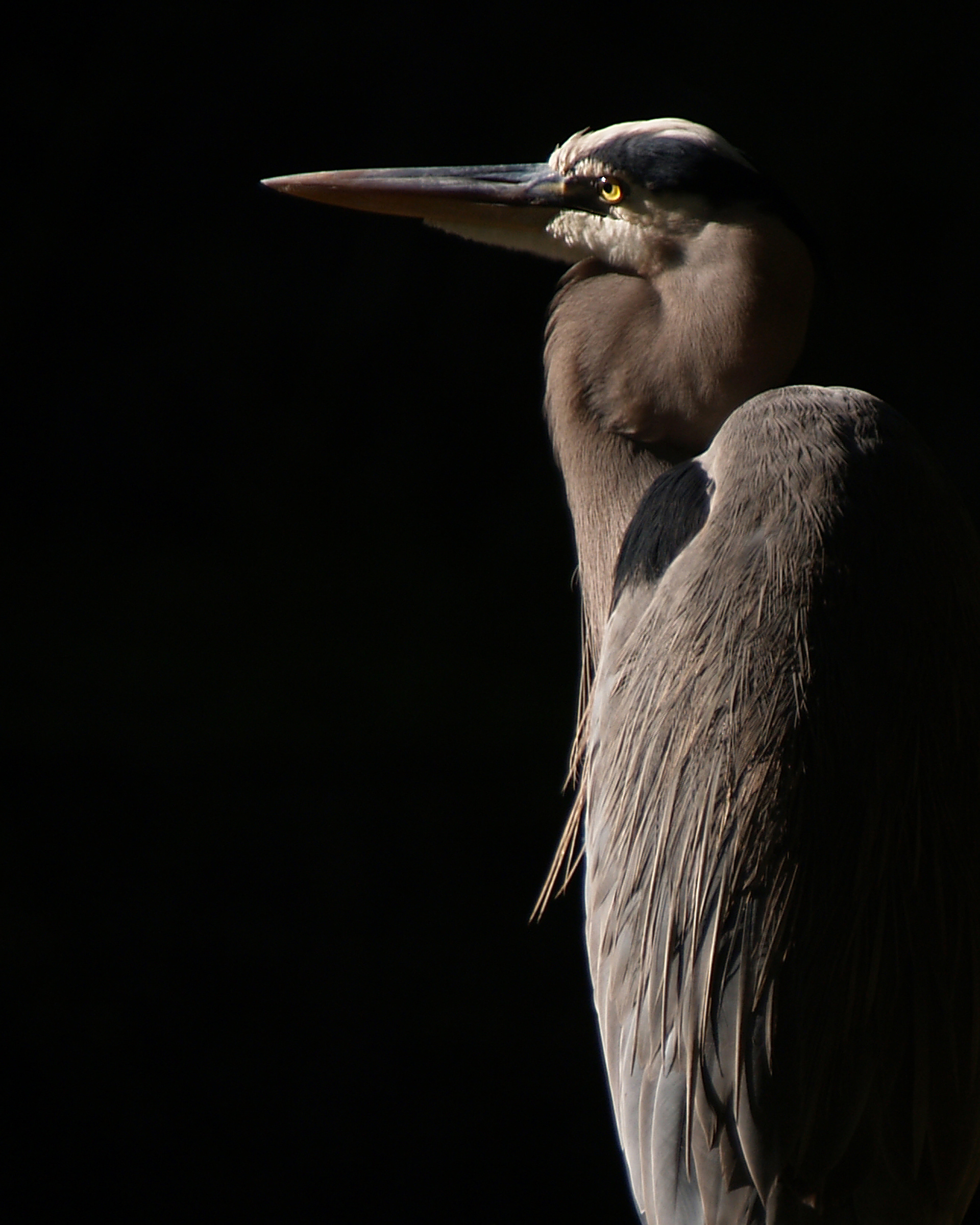 Great Blue Heron