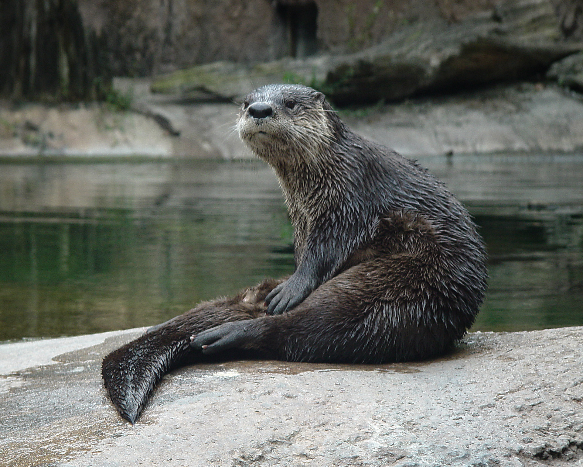 Florida River Otter