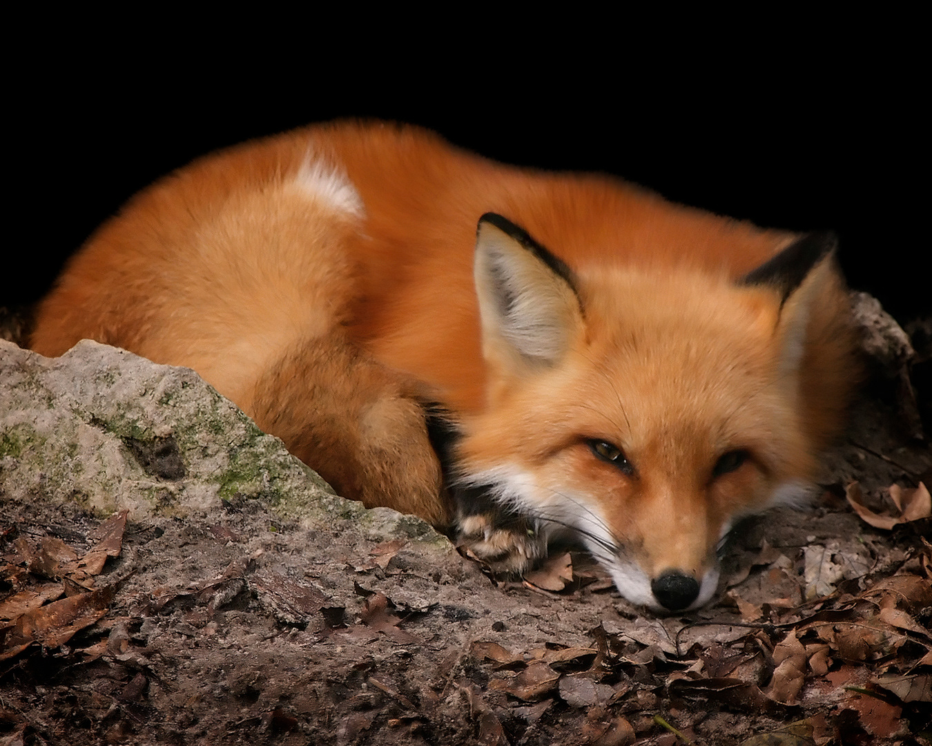 Red Fox