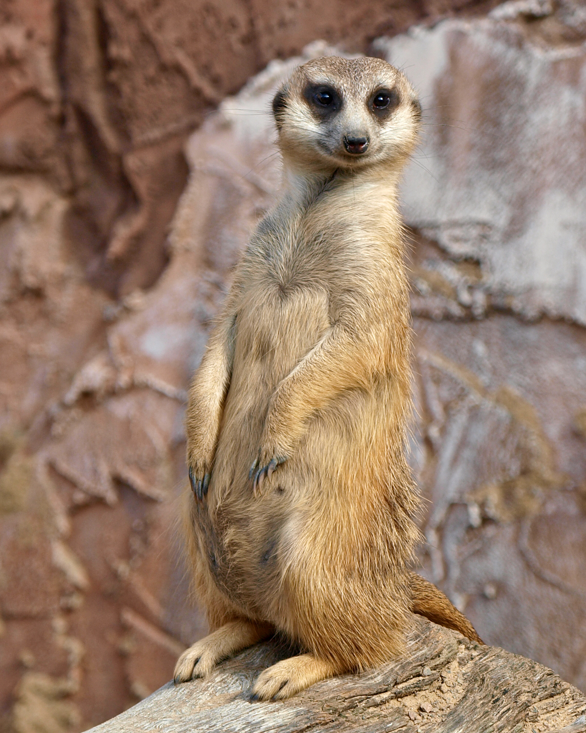 Meerkat 