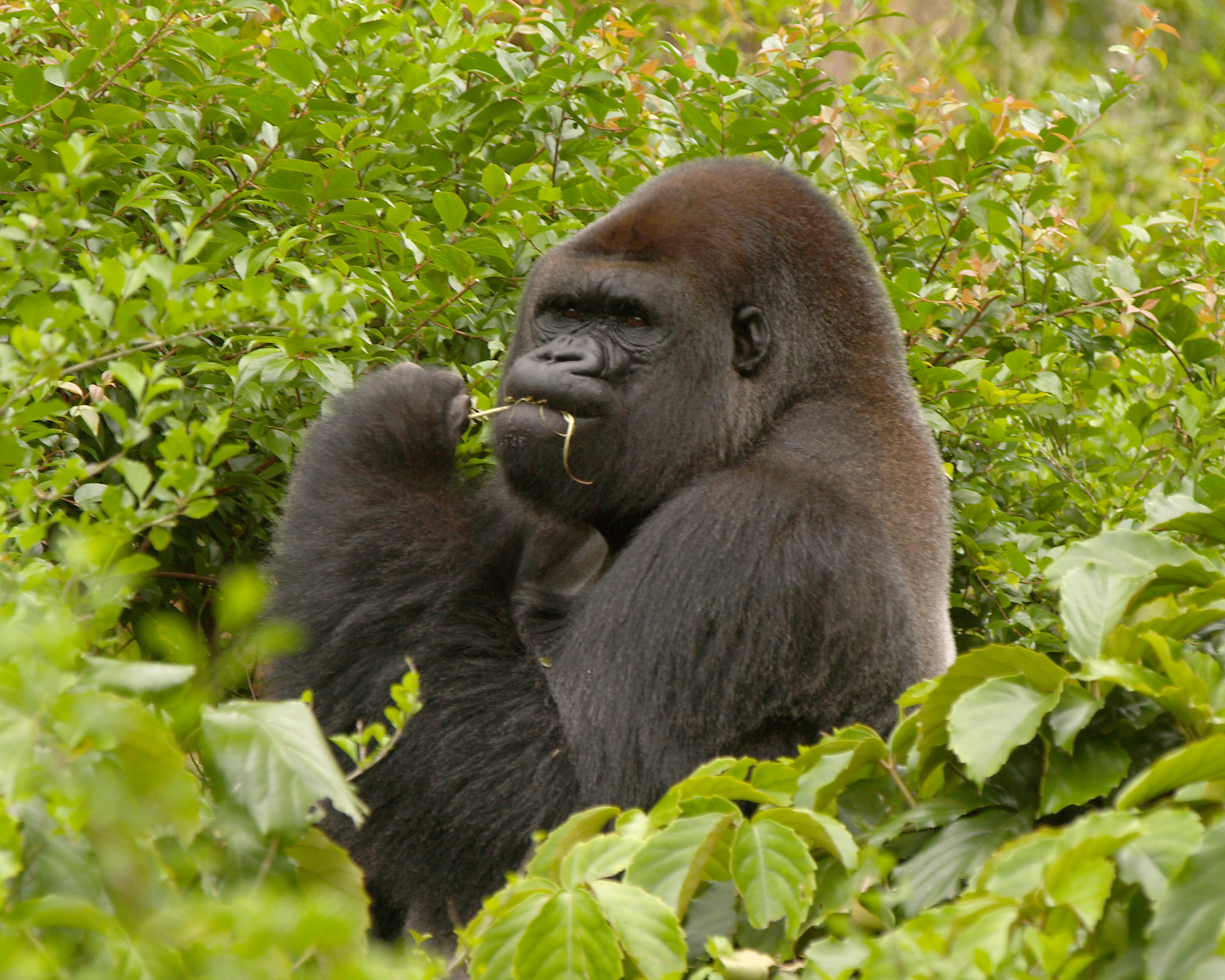 Gorilla