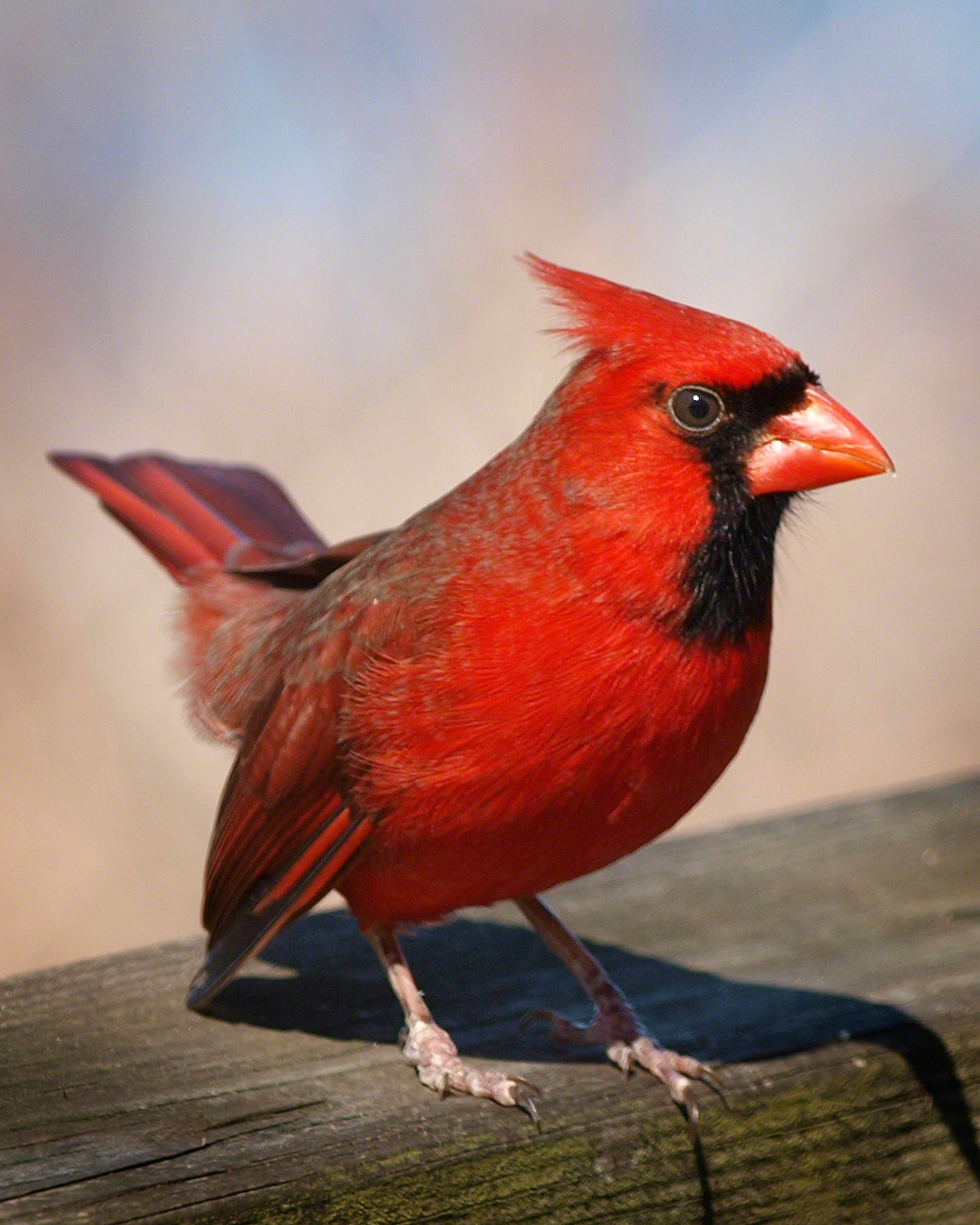Cardinal (male)