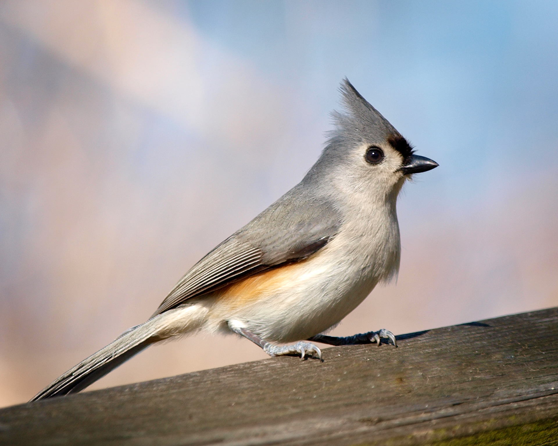 Tuffed Titmouse