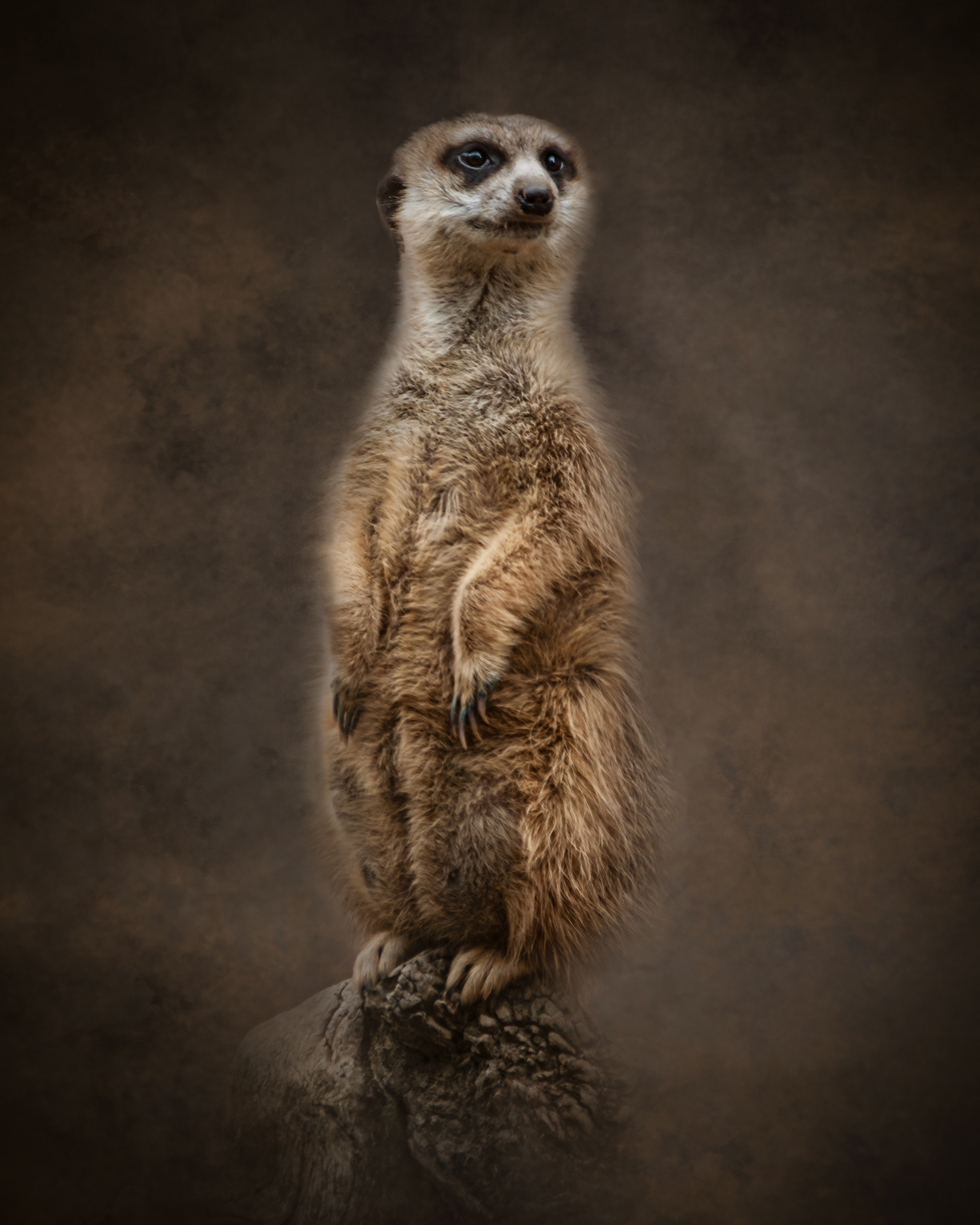 Meerkat