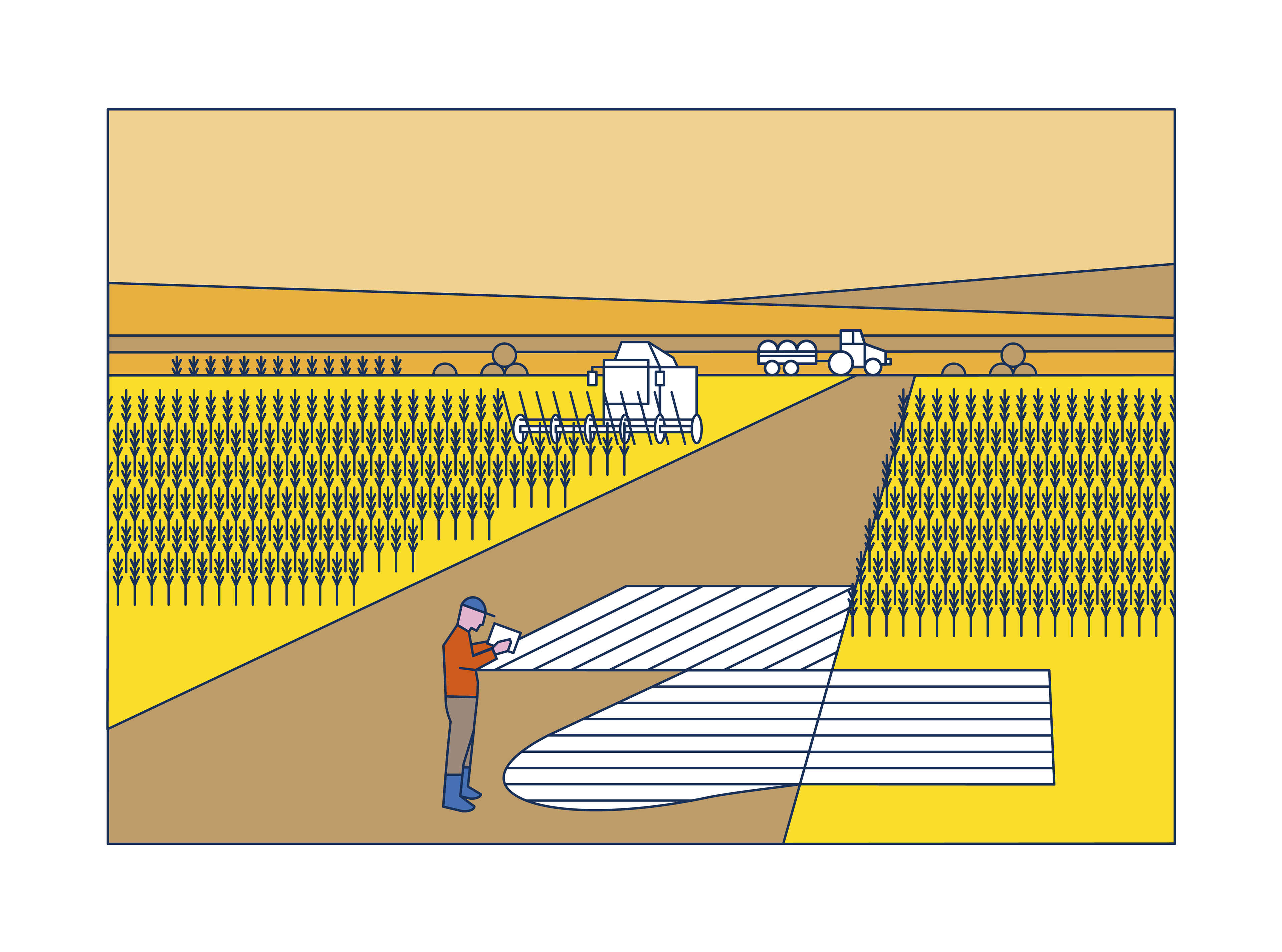 David Gil — Agronica Group, illustration, cereal field