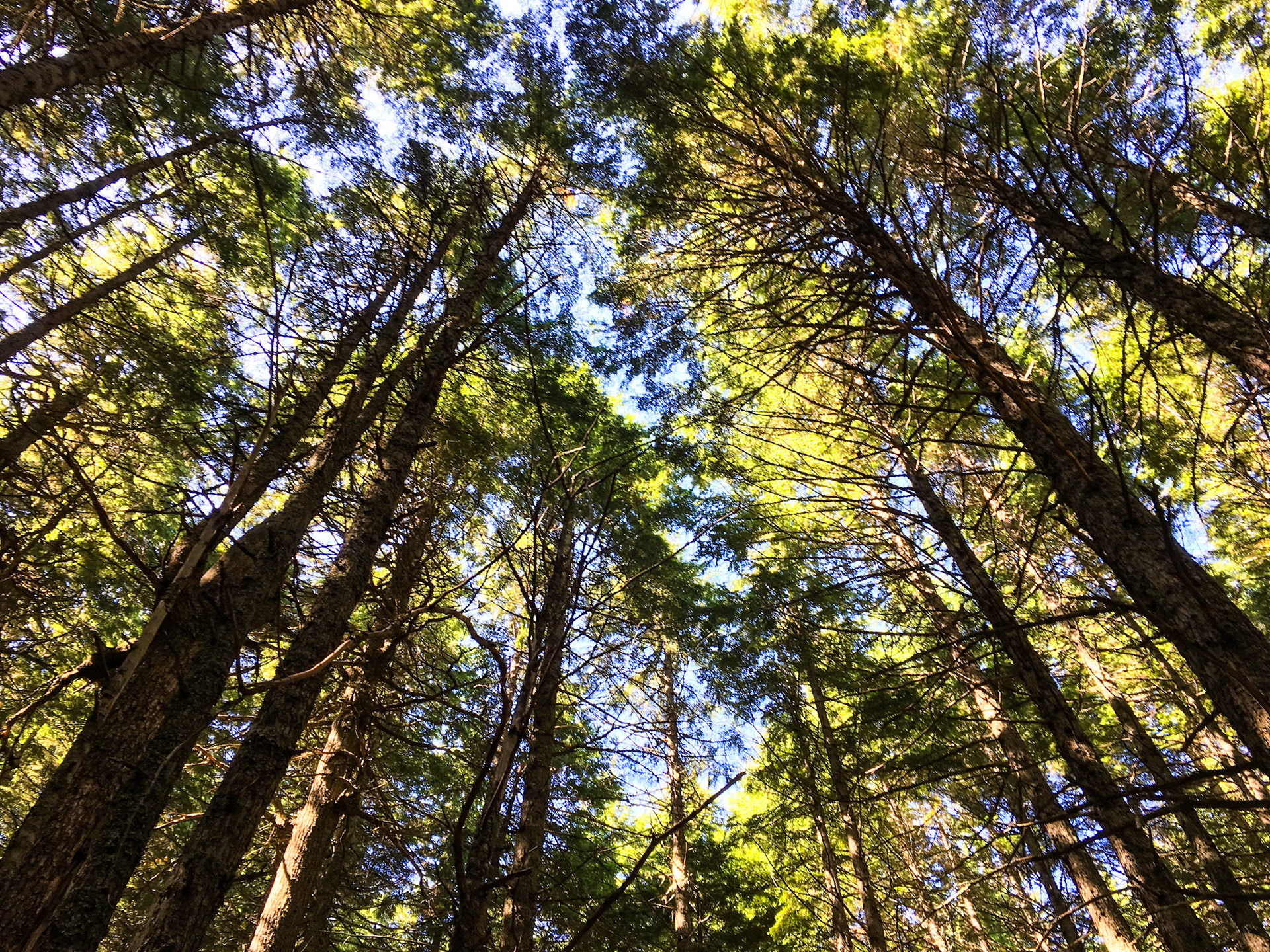 Glacier National Park, Montana