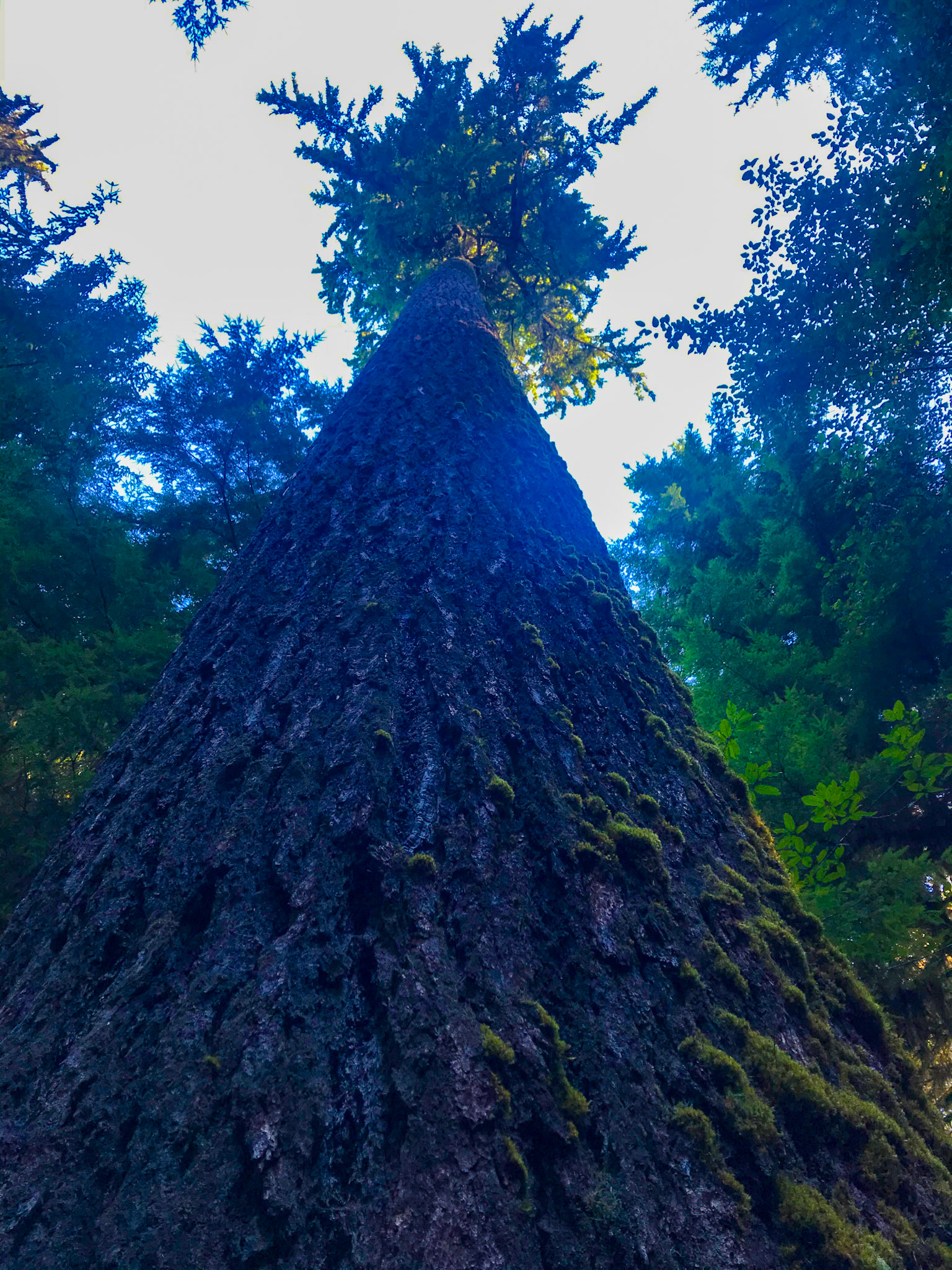 Olympic National Park, Washington