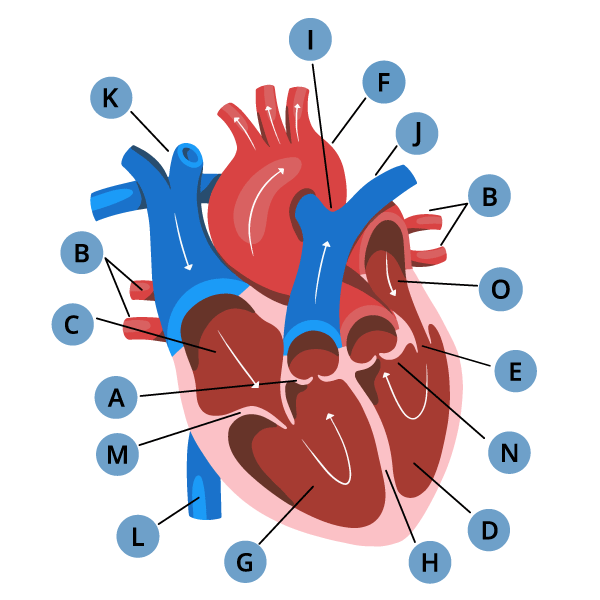 Recreated Image for worksheet