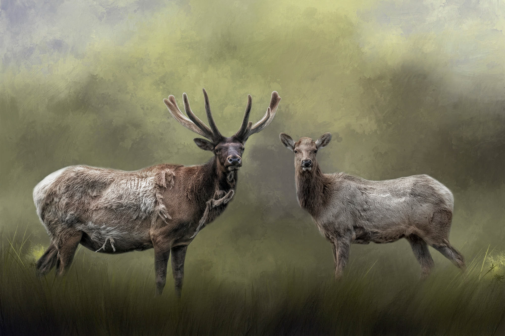 The Elks