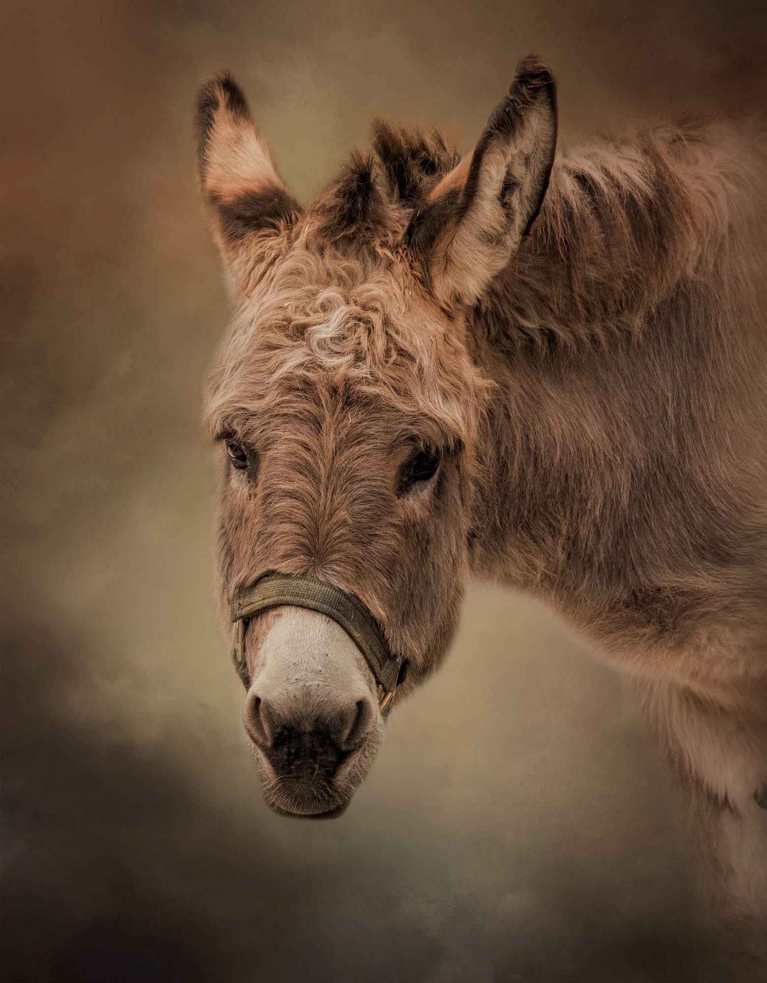 Long Face