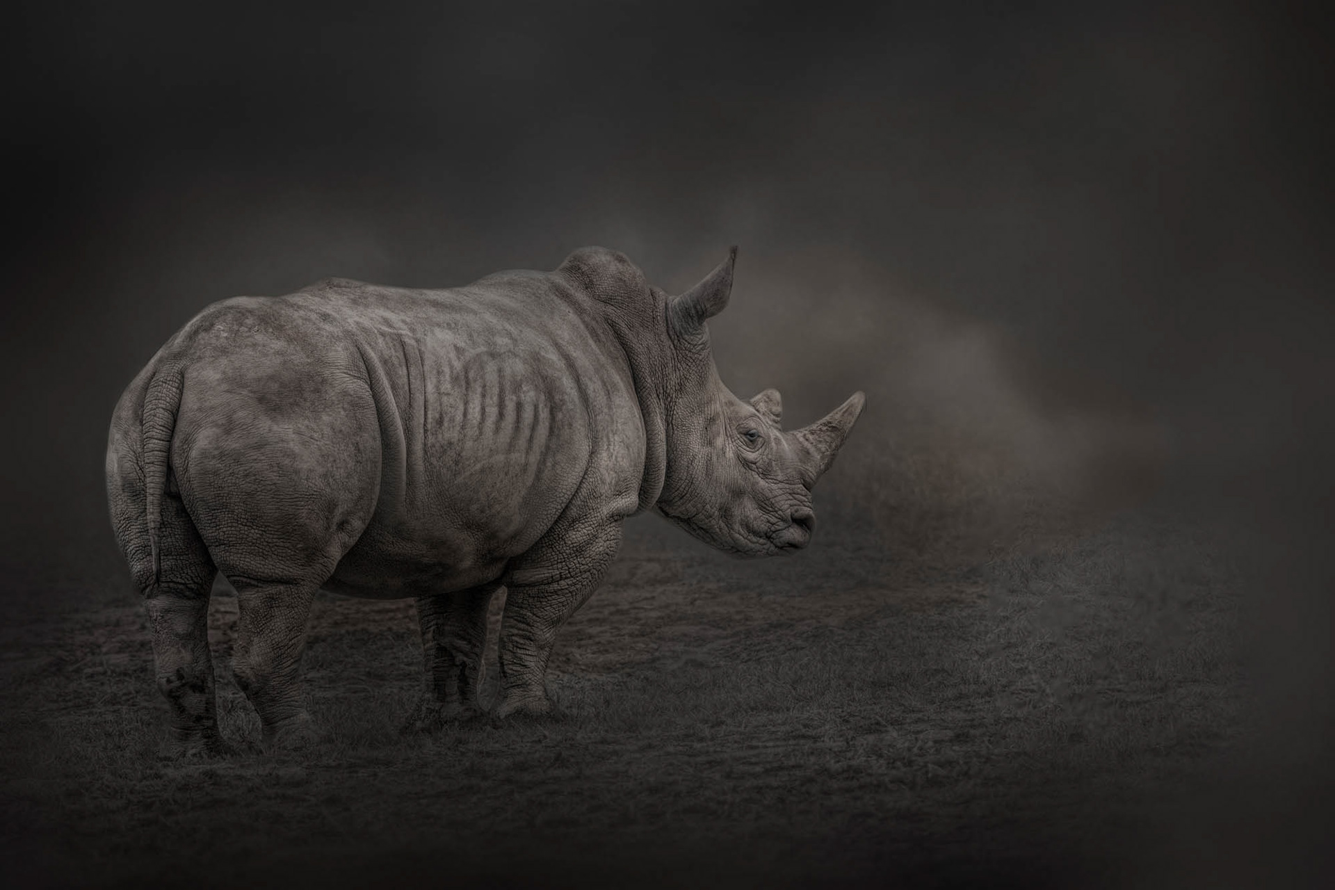 Rhino Land