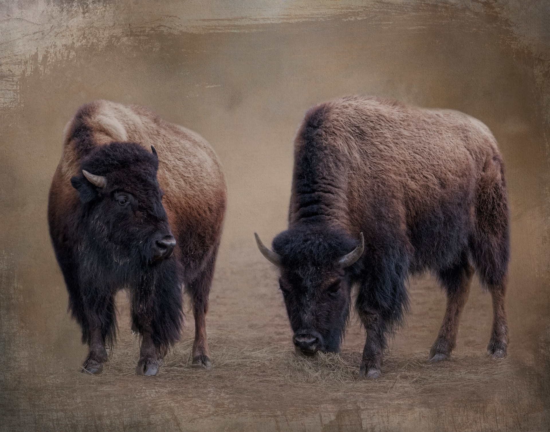 Bison Buddies