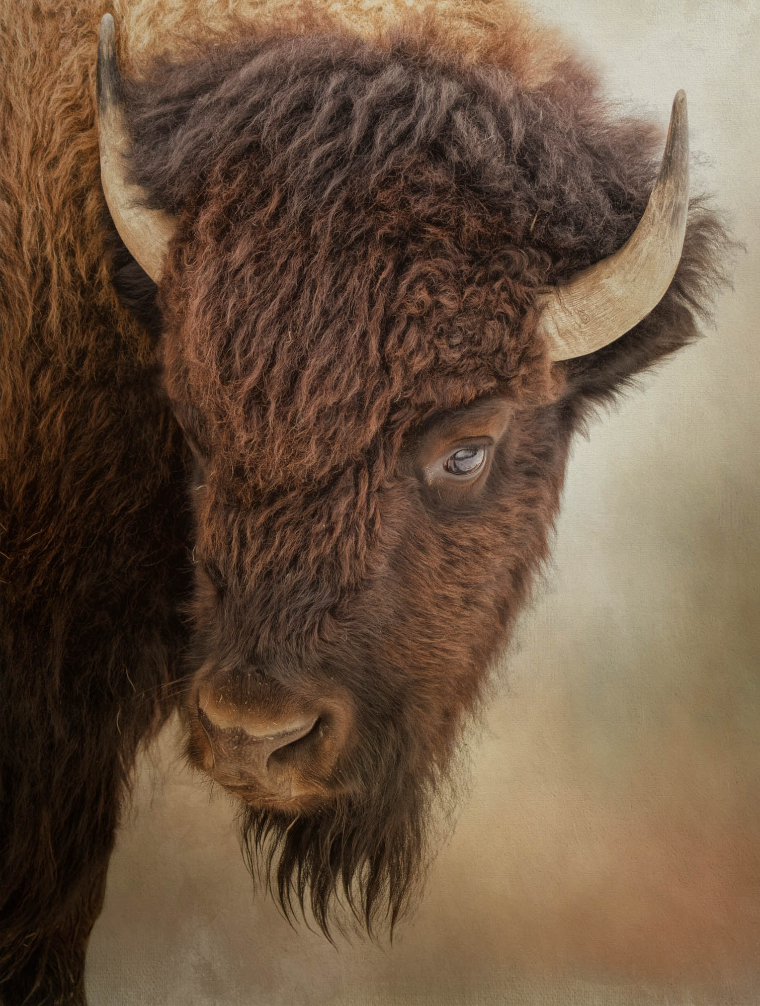 Eye of the Bison