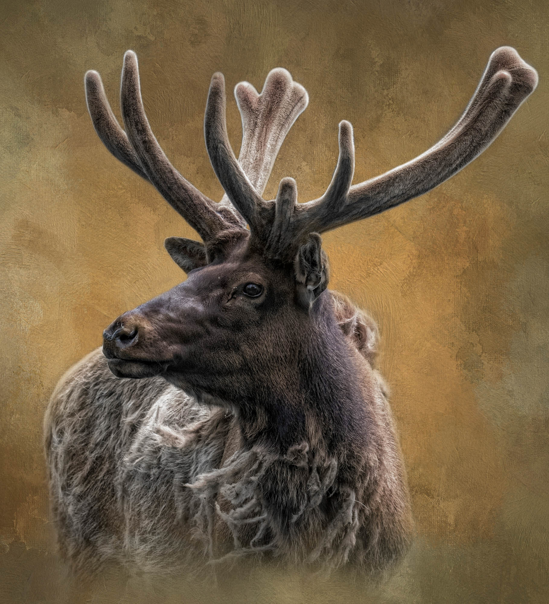 Sir Elk