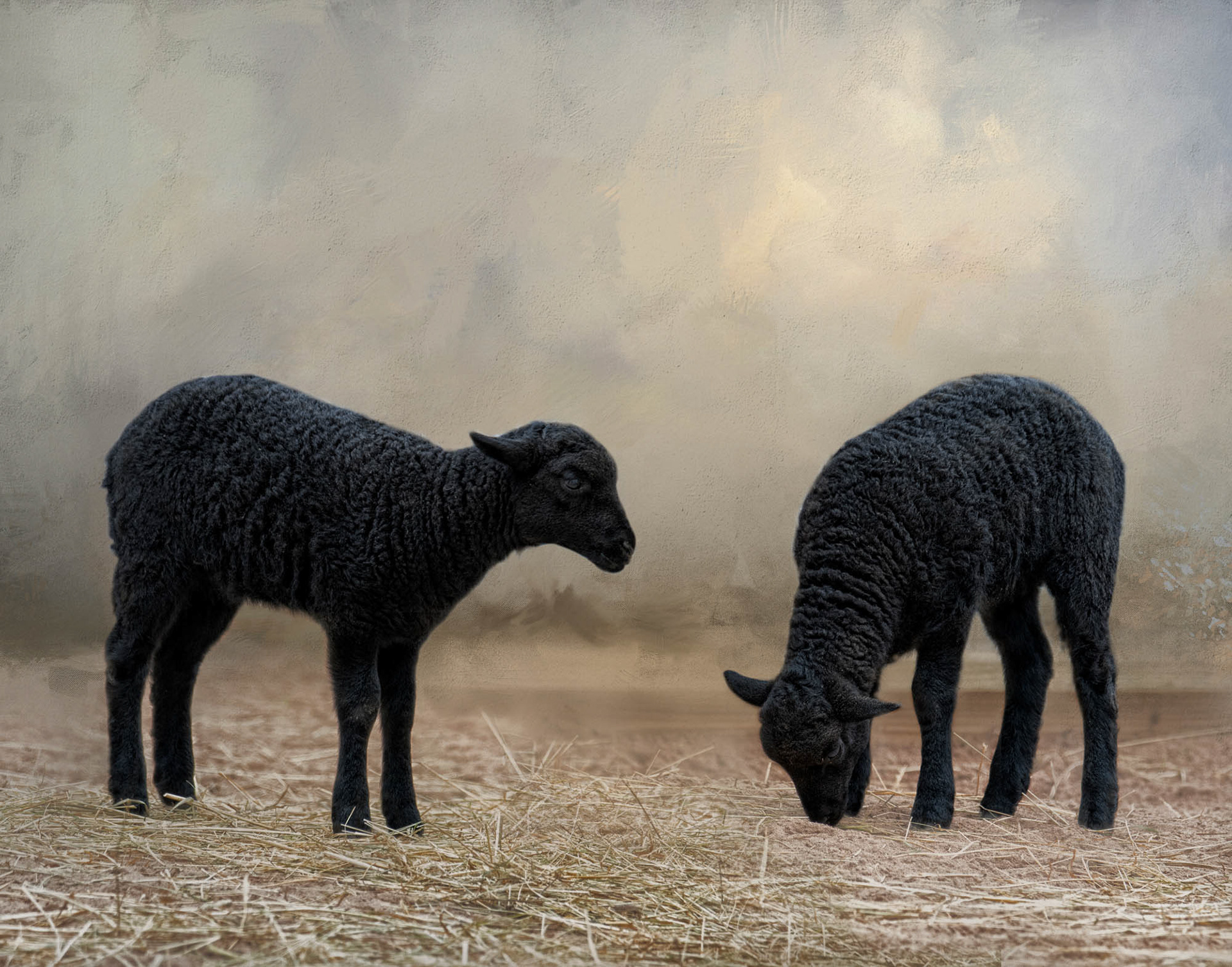 Baa, Baa, Black Sheep