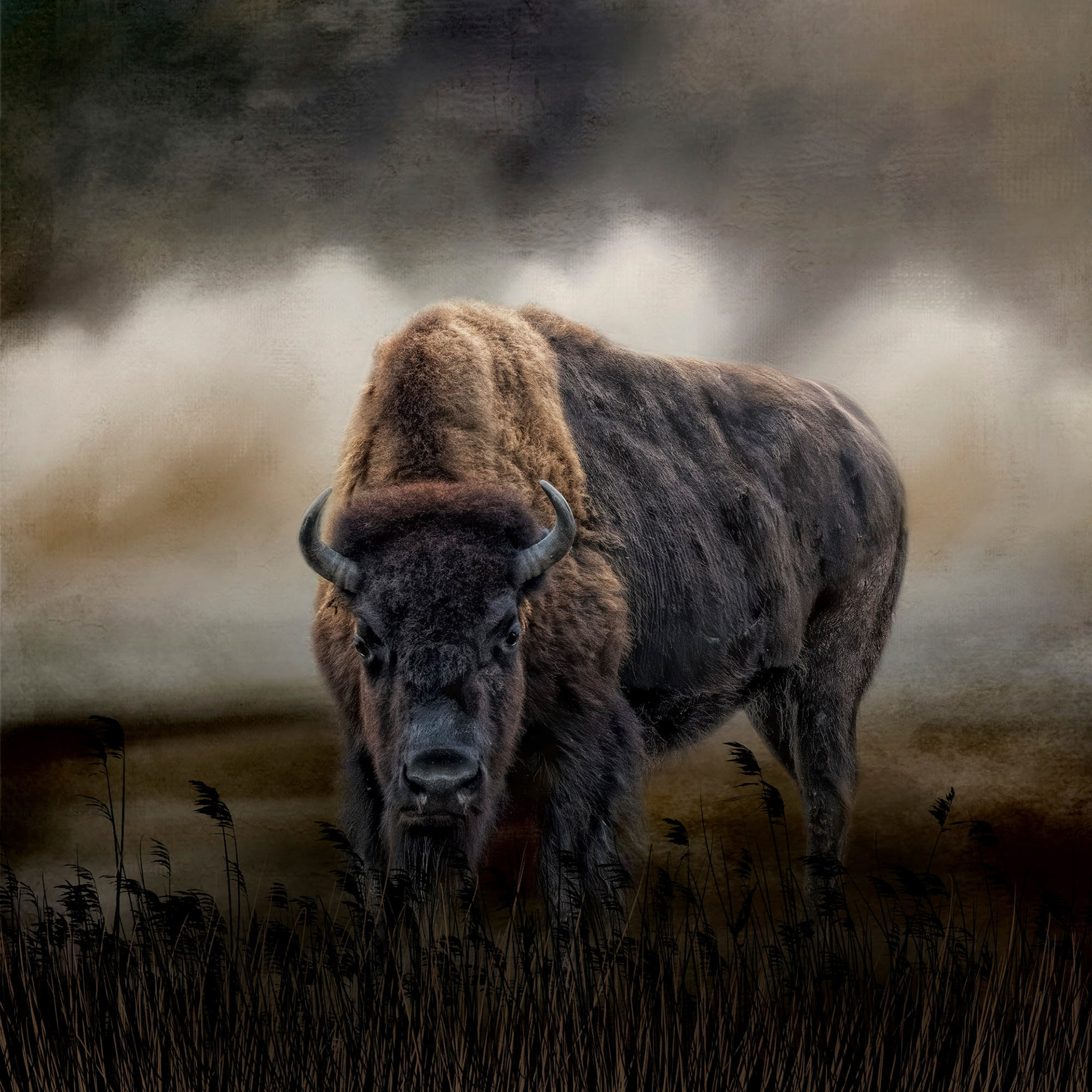 Master of His Herd