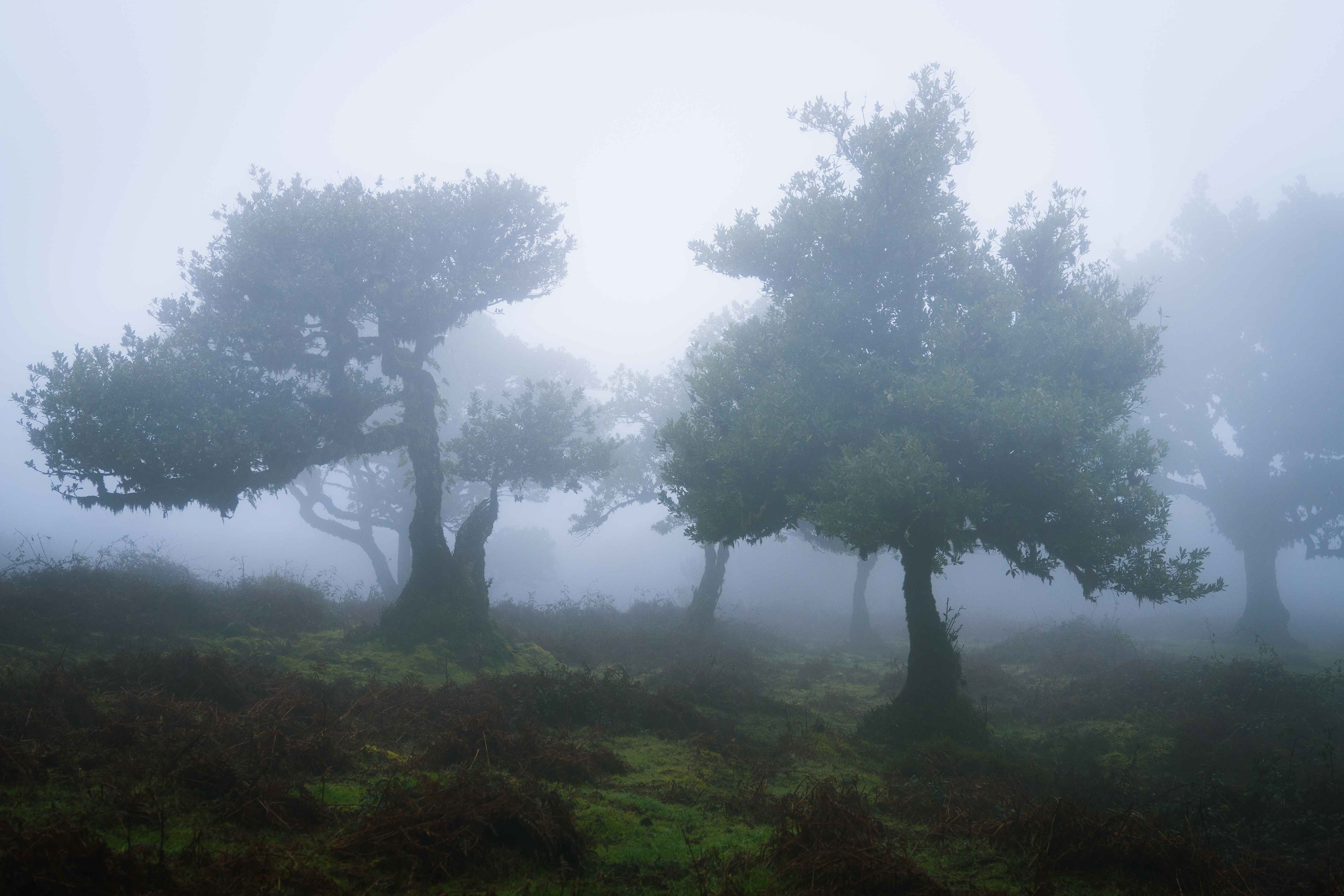Madeira, Portugal - CODE: 134