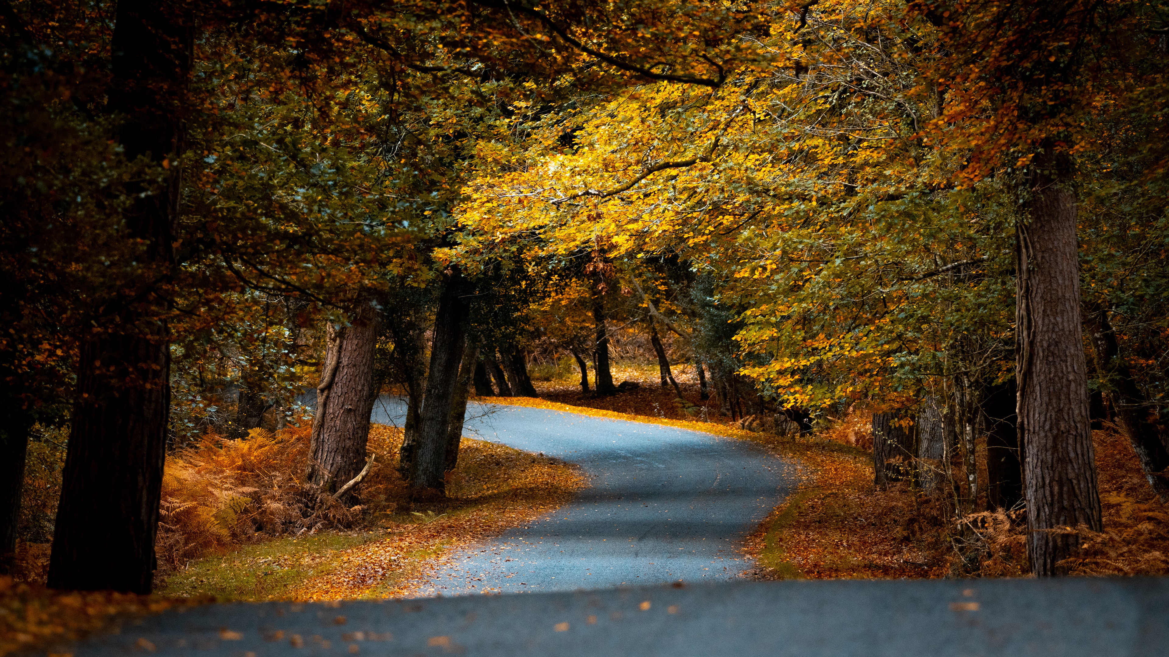 New Forest, England - CODE: 006