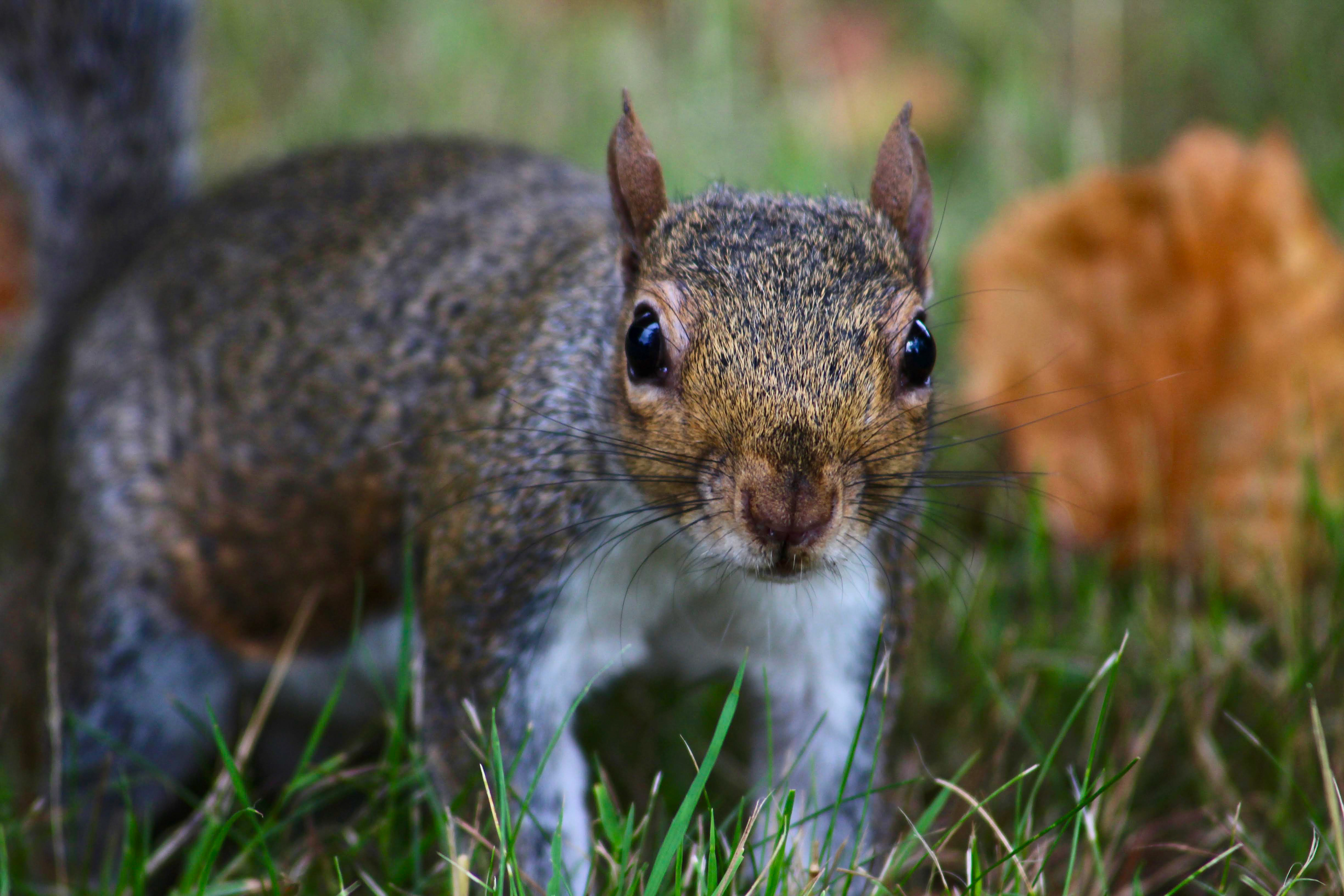 Brown Squirrel