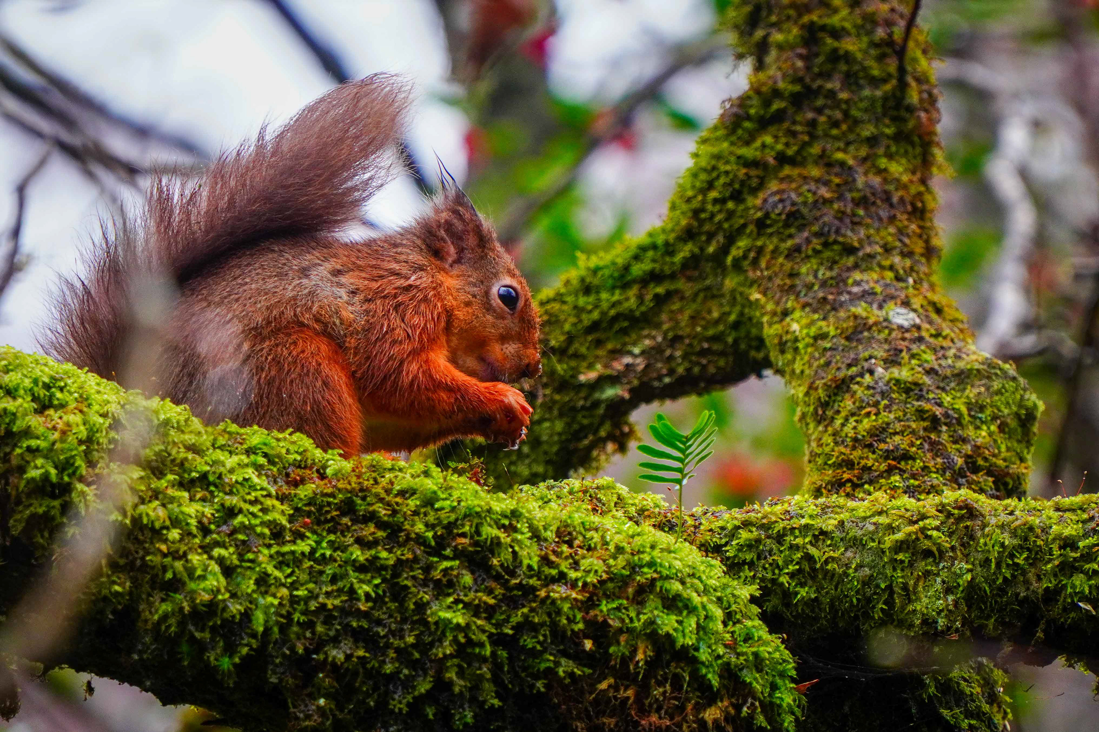 Red Squirrel