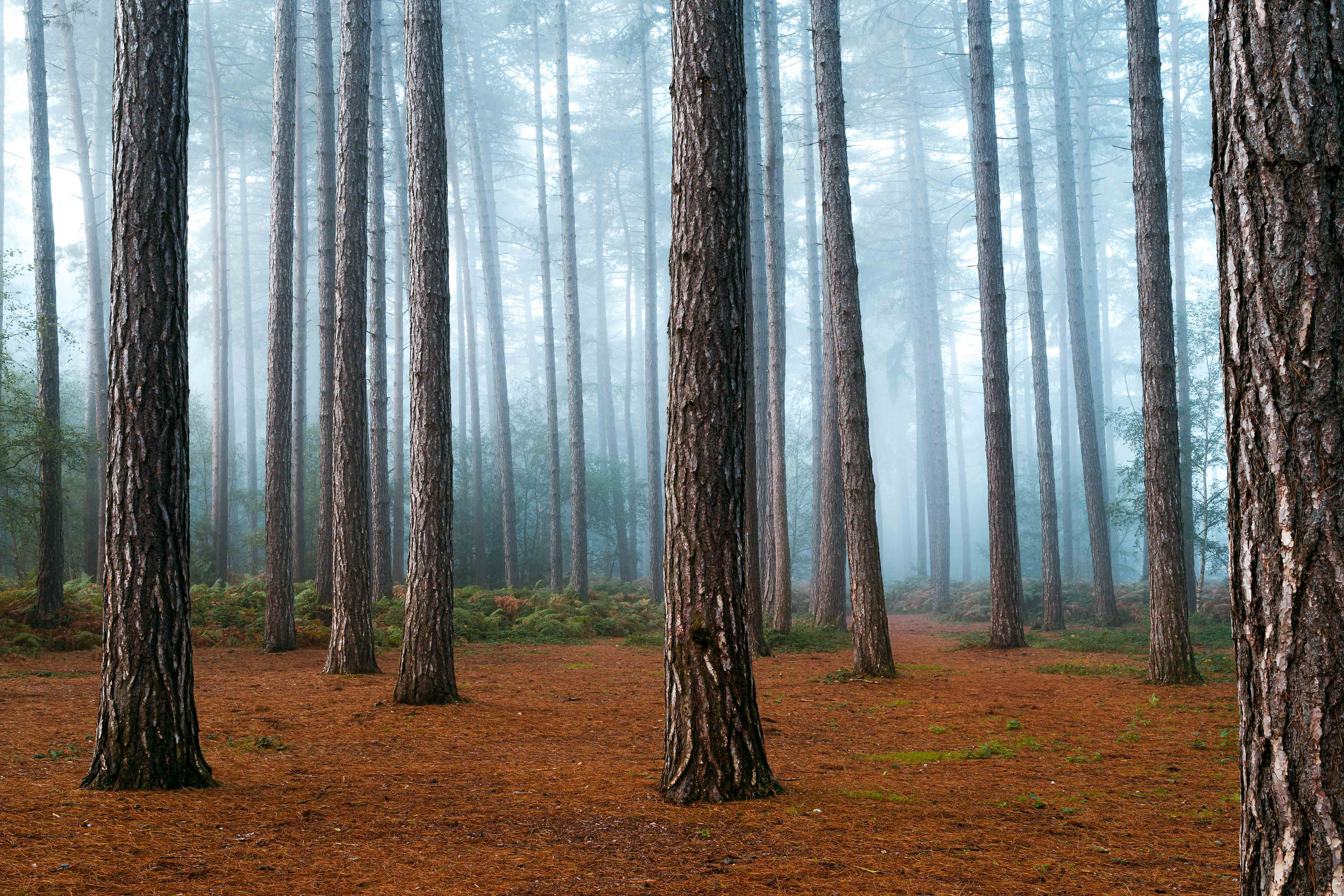 Black Park Country Park , England - CODE: 002