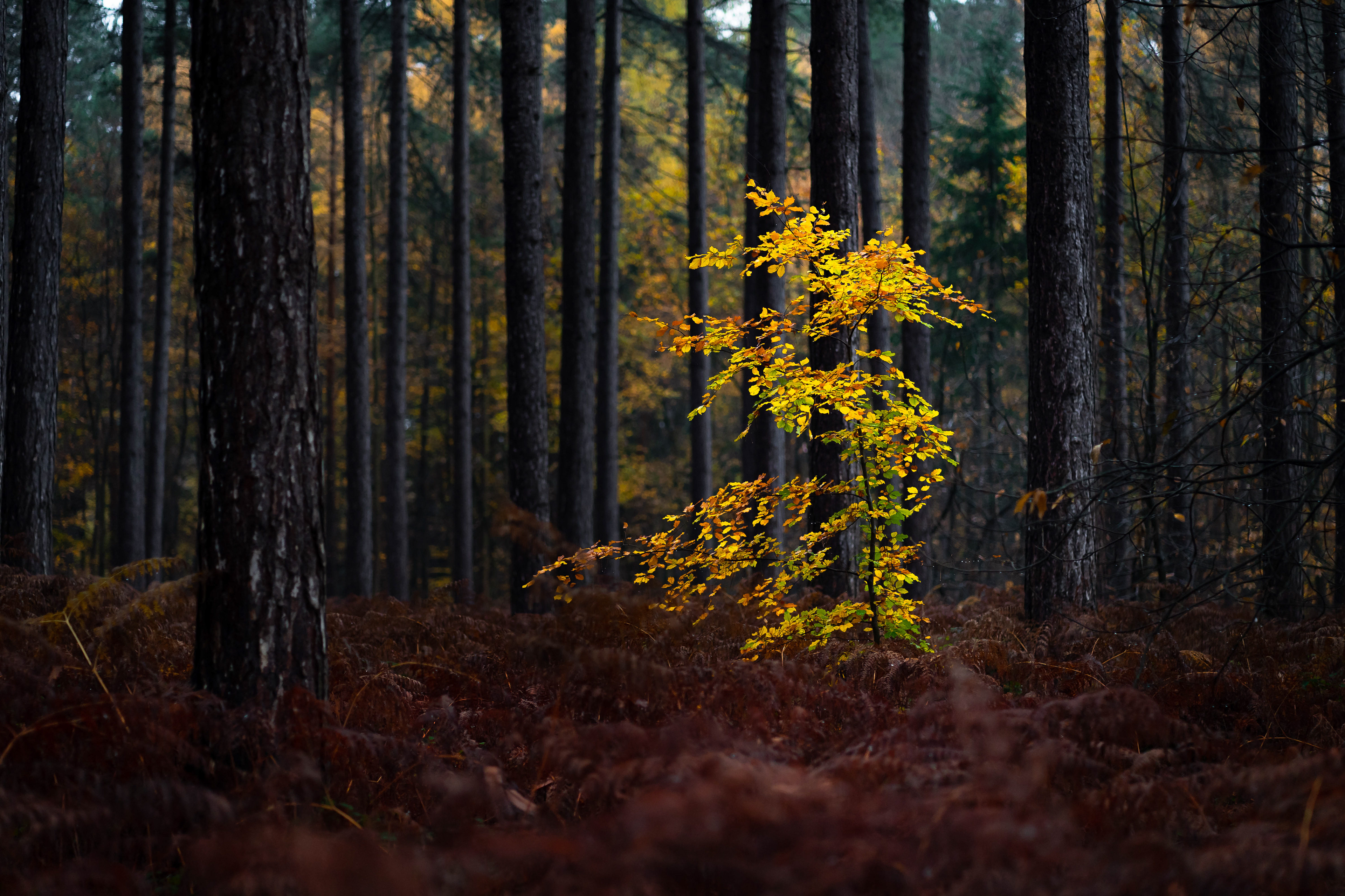 Black Park Country Park, England - CODE: 001