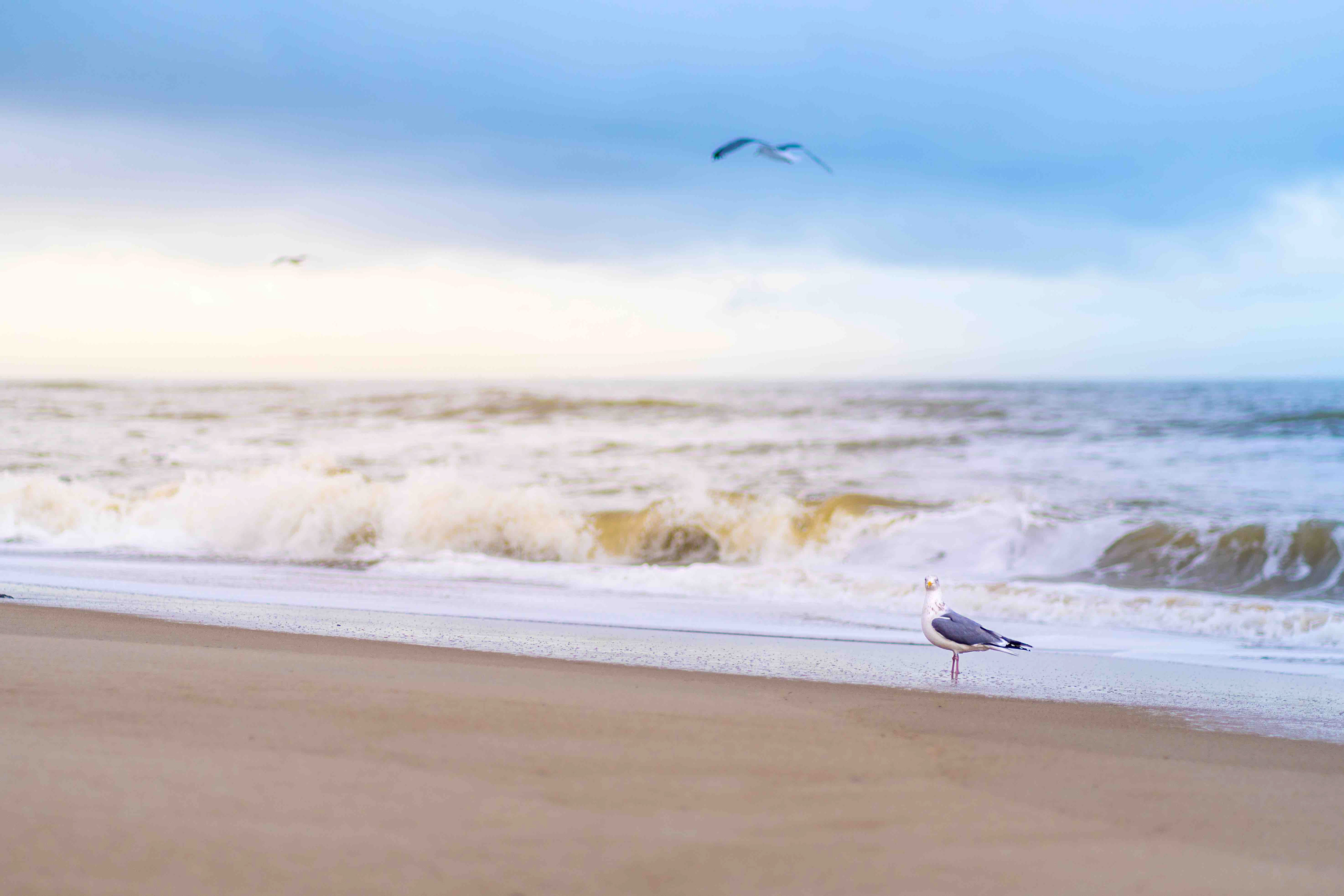 Gull on the Beach, Denmark