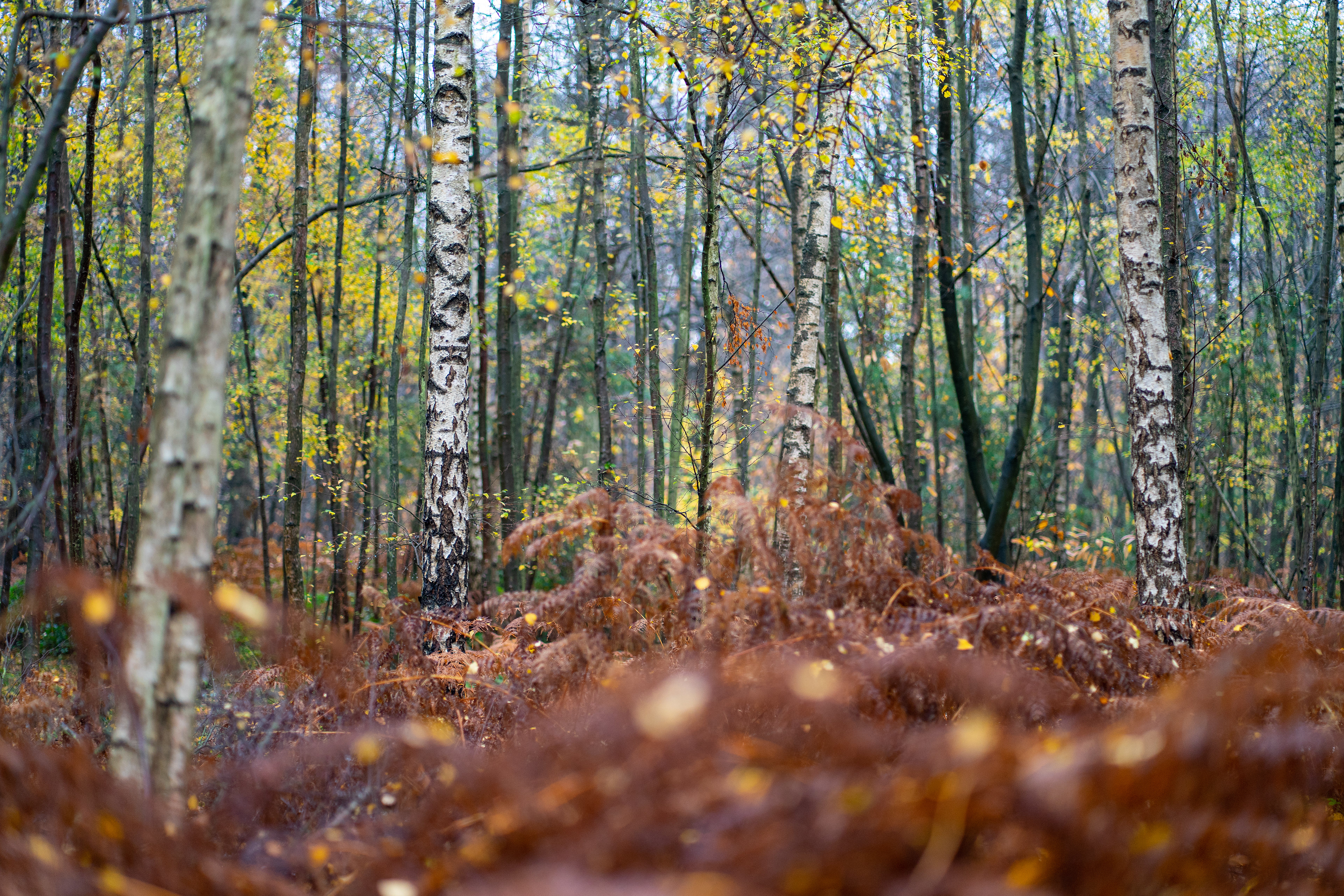Black Park Country Park, England - CODE: 25014123