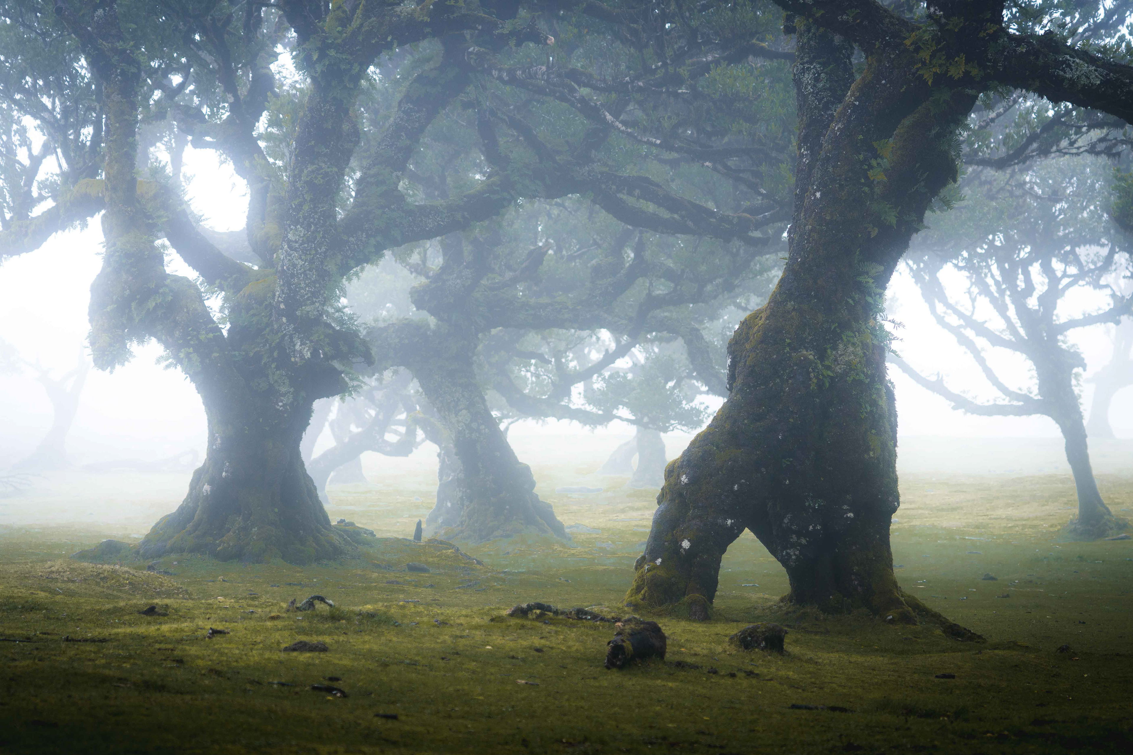 Madeira, Portugal - CODE: 234