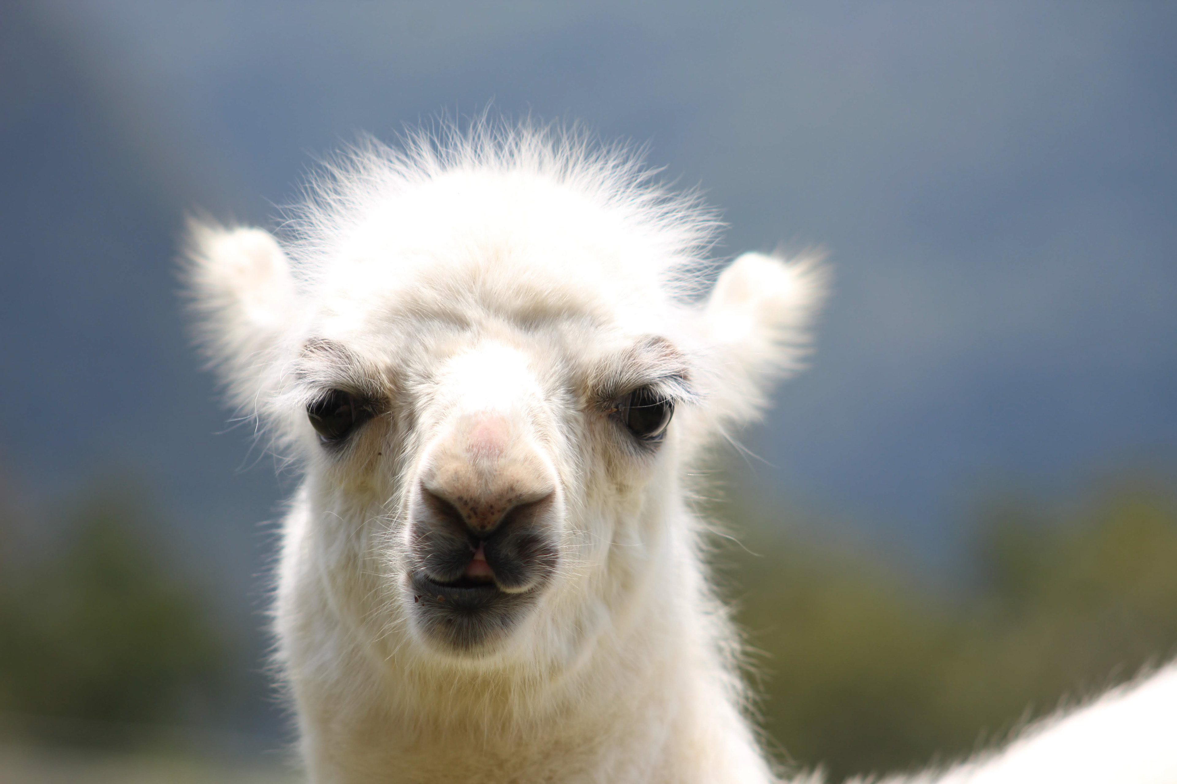 Llama