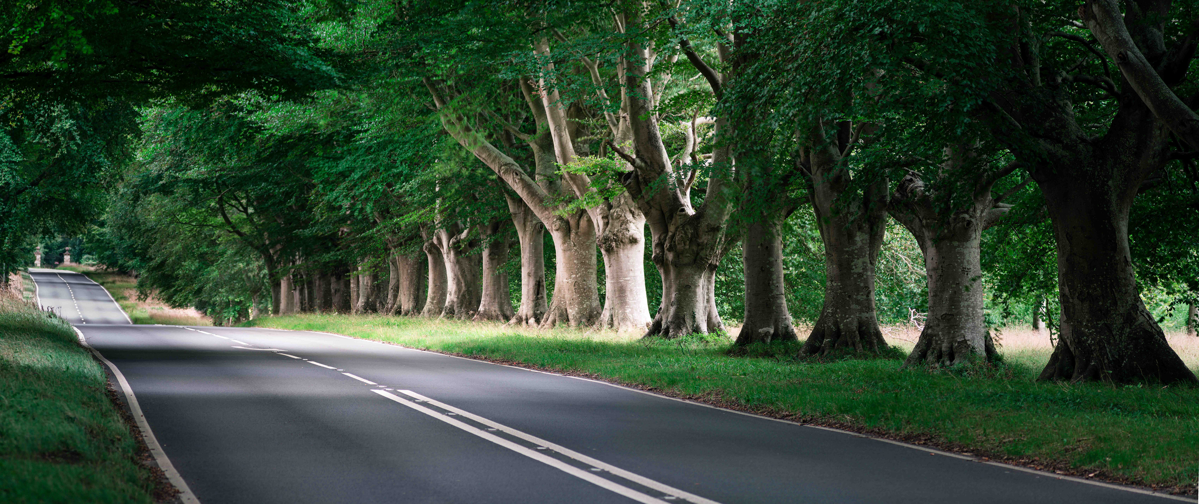Cranborne Chase, England - CODE: 009