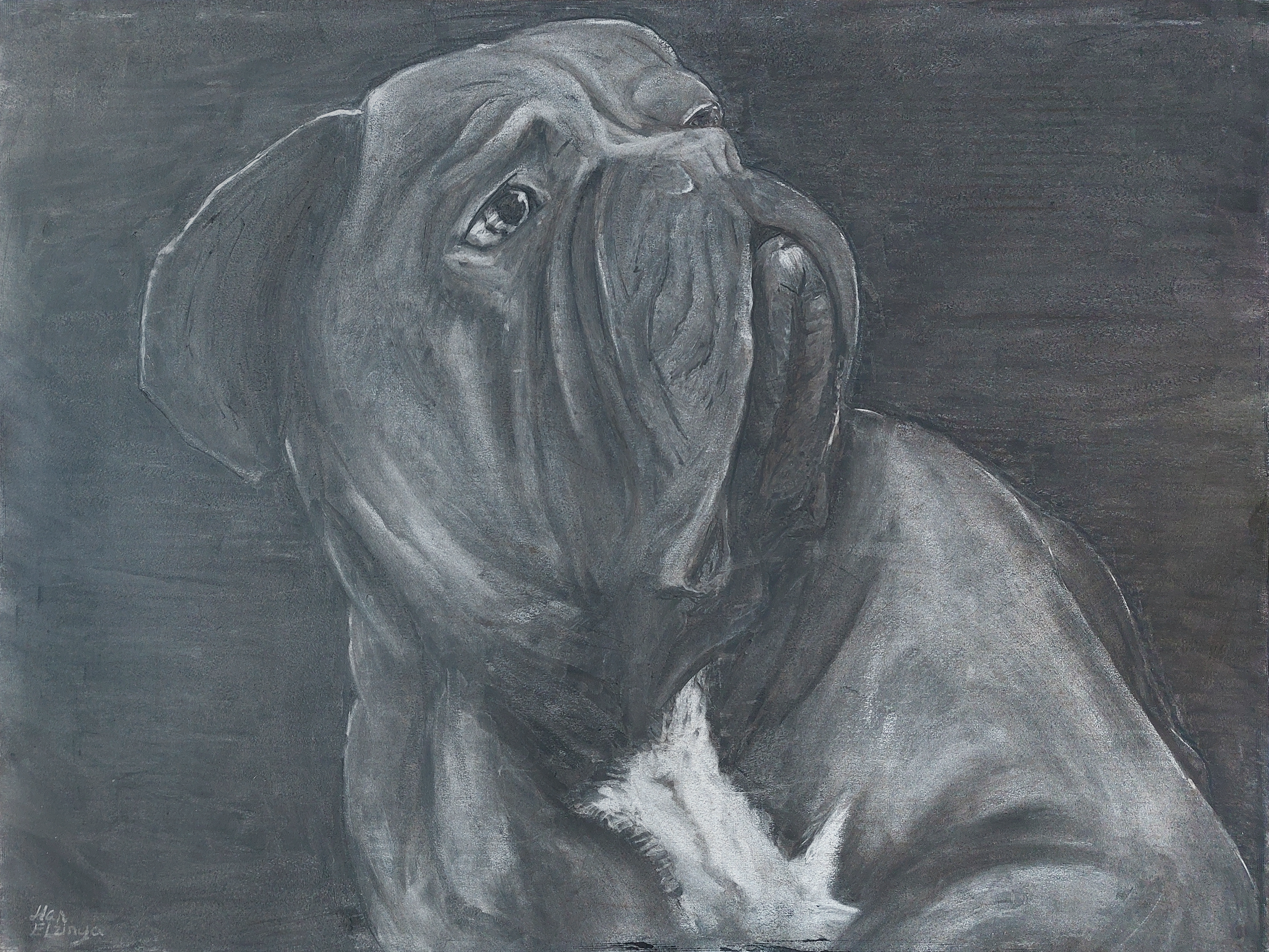A charcoal portrait for a friend's dog who had sadly passed away.