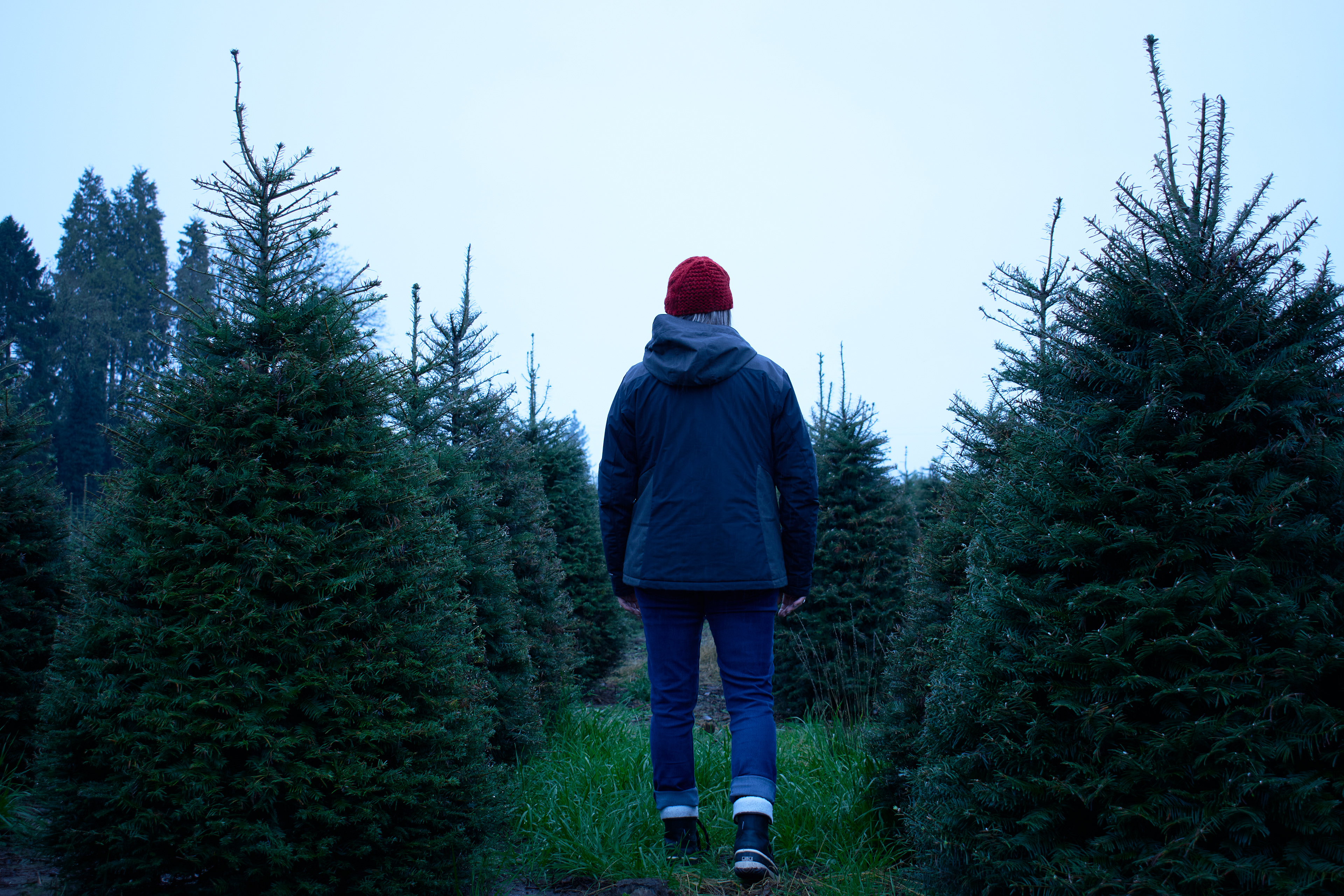 Woman in a red beanie walking in between rows of dark green pine trees.