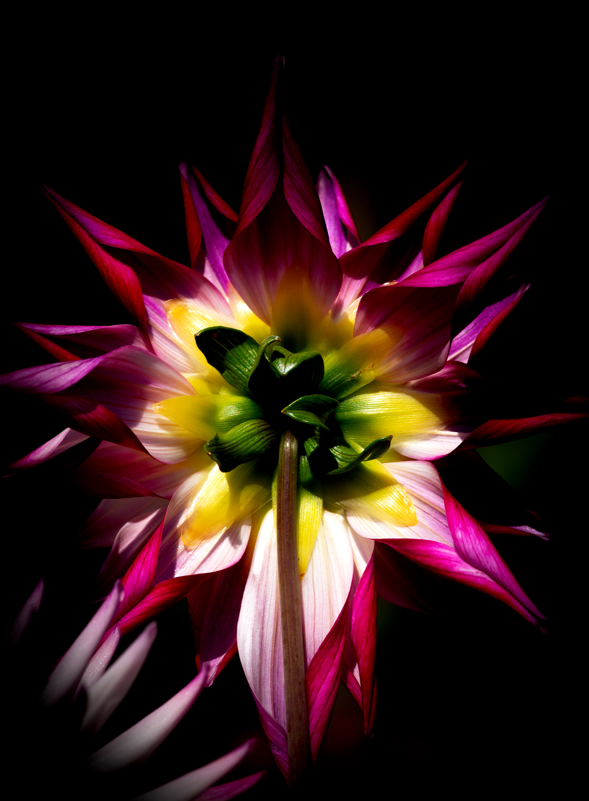 Dahlia