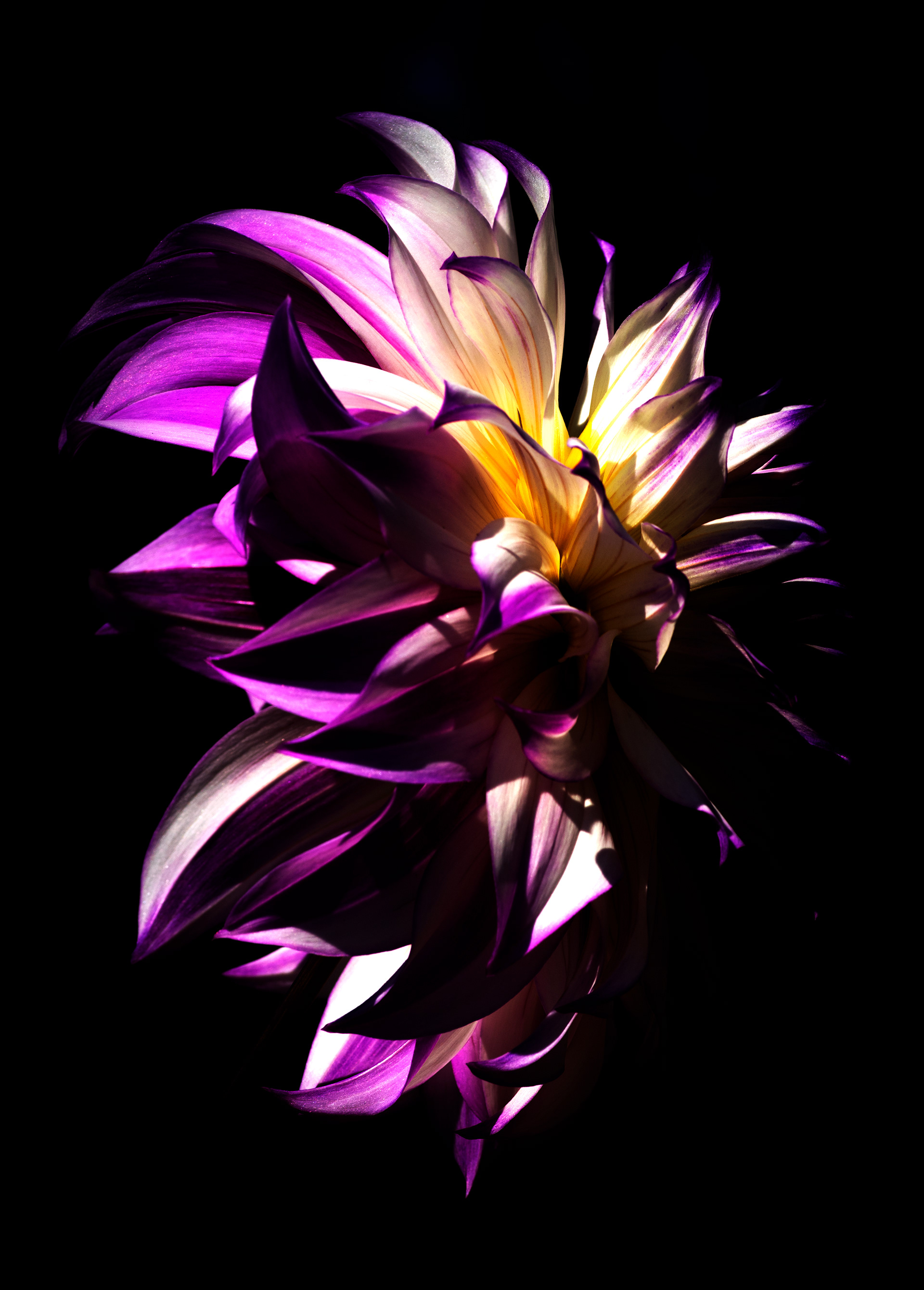 Dahlia