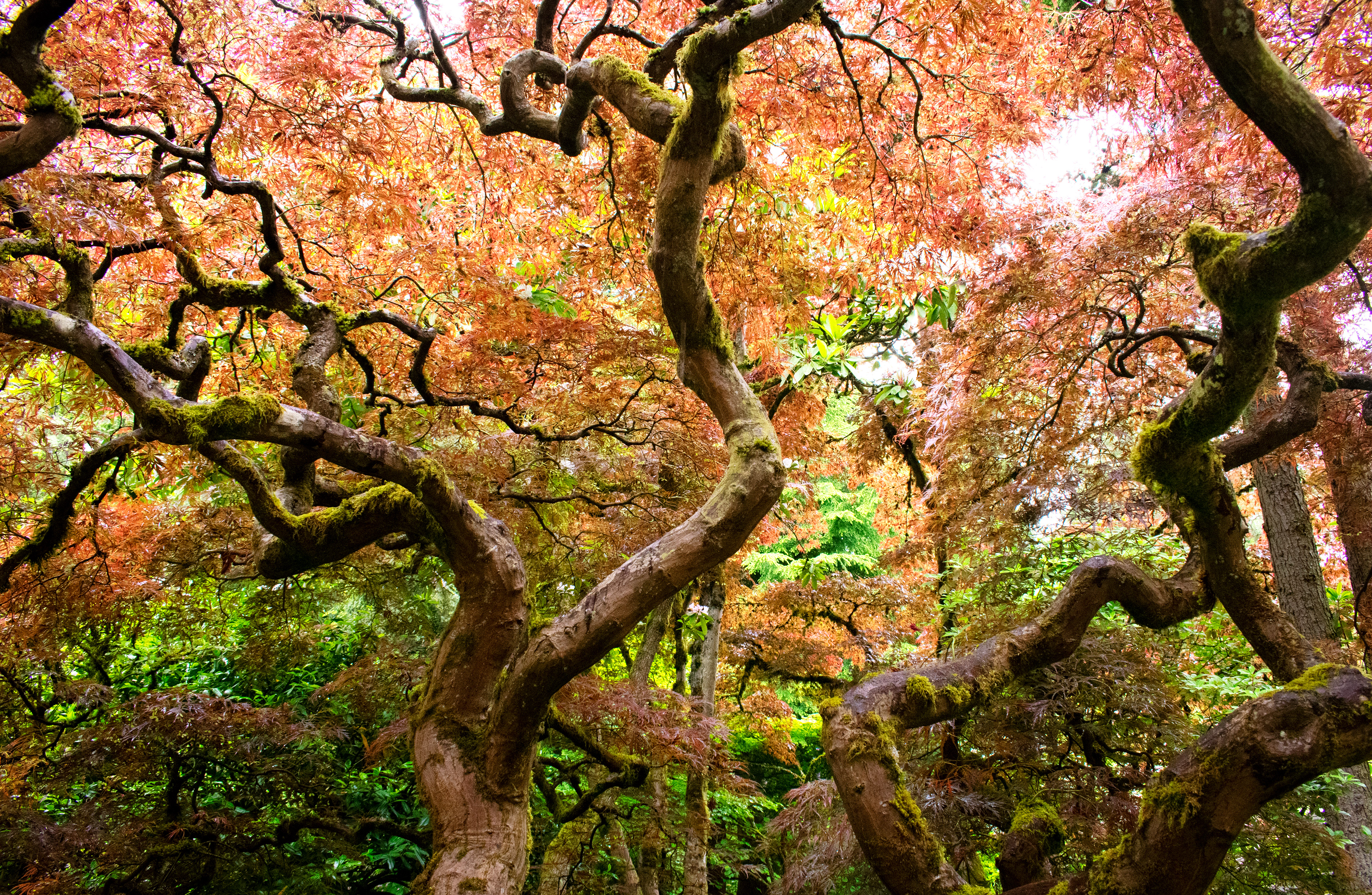 Seattle Japanese Garden