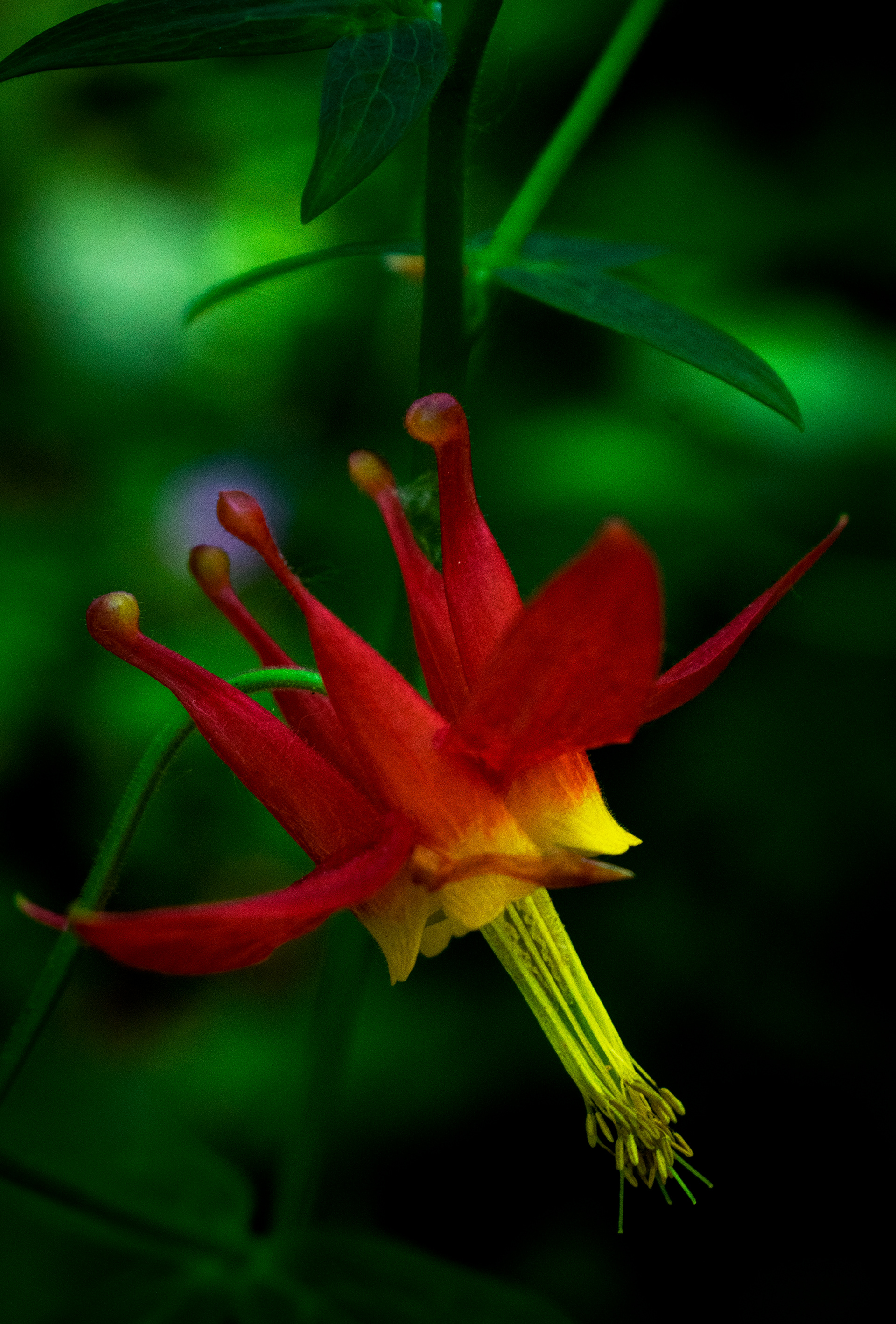 Columbine