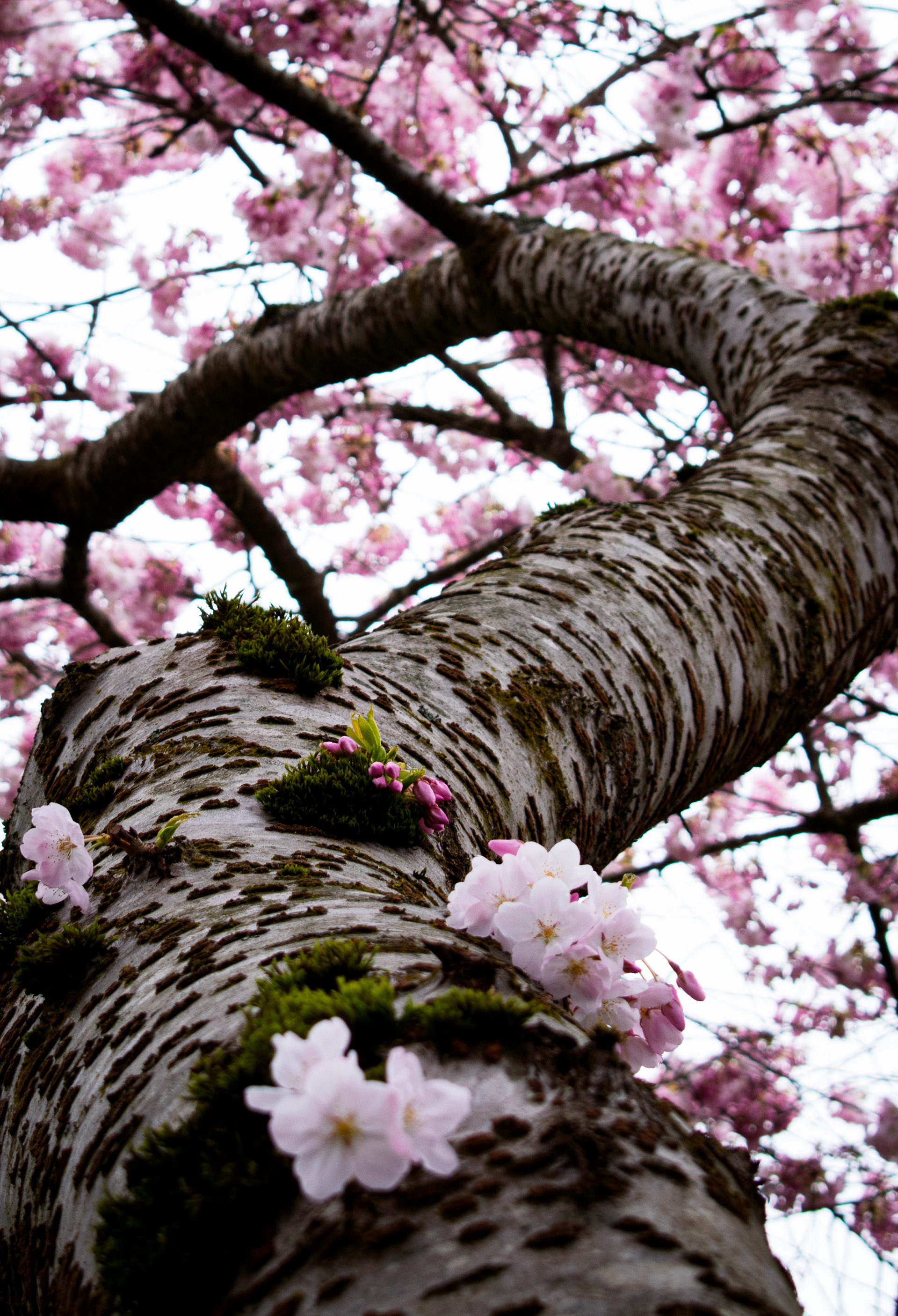 Cherry blossoms - Seattle, Washington