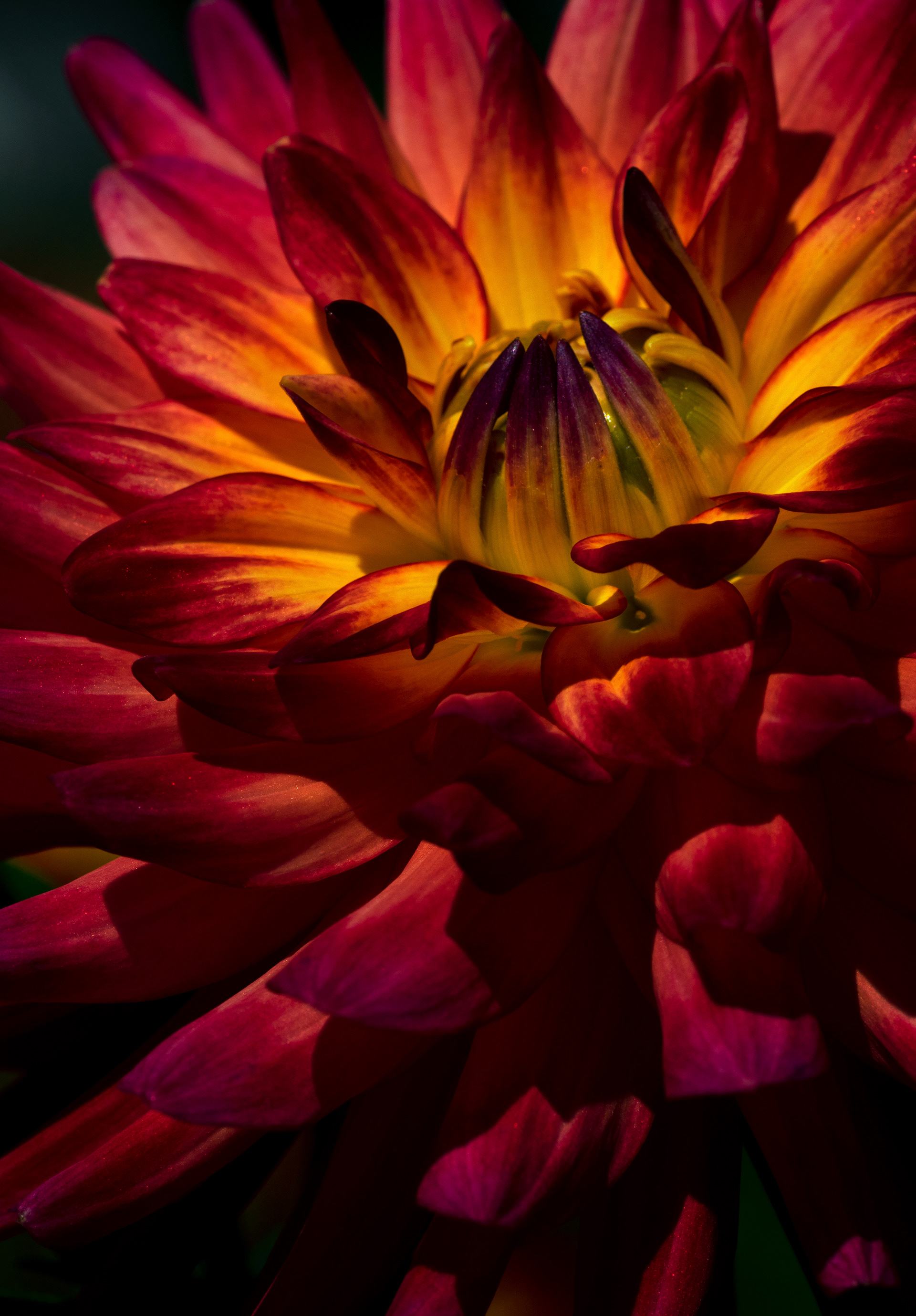 Dahlia