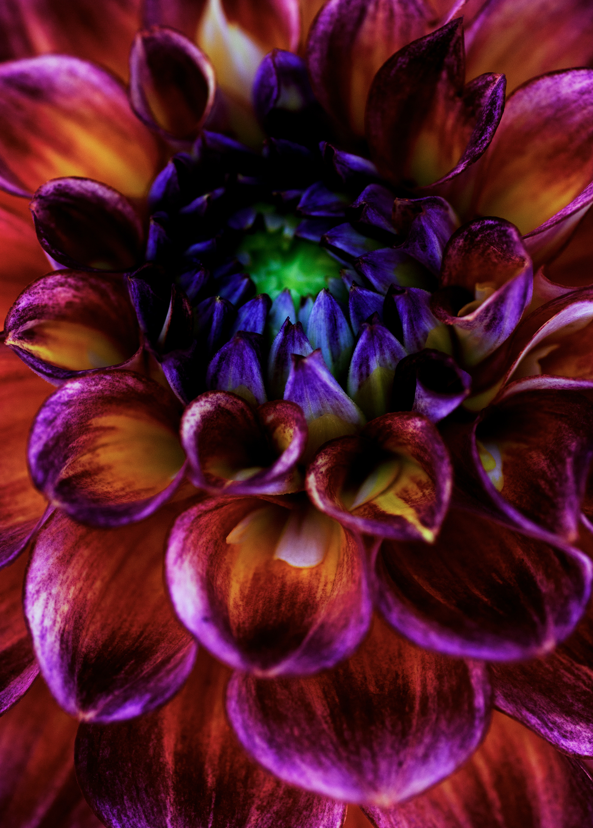 Dahlia