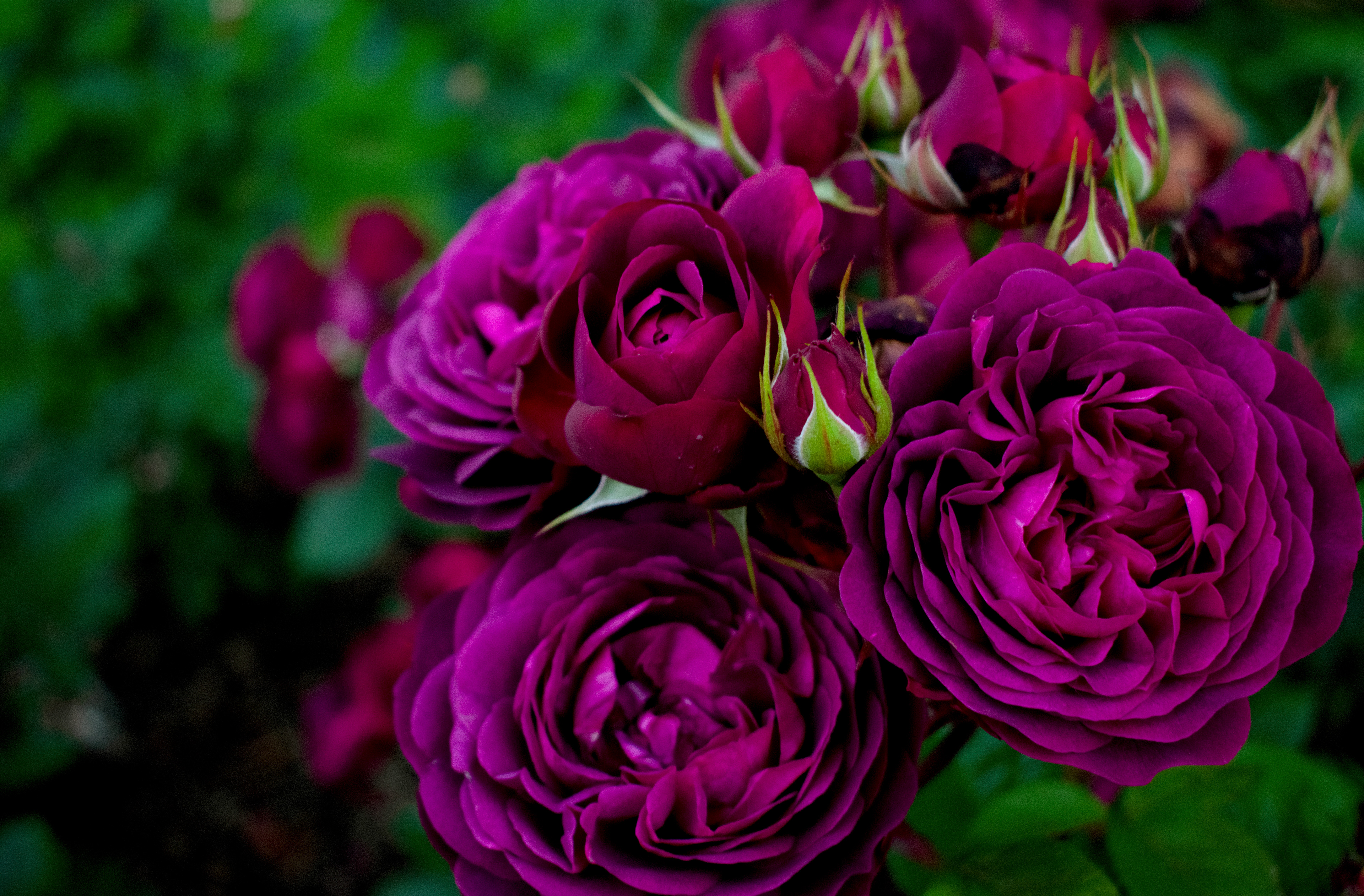 Roses