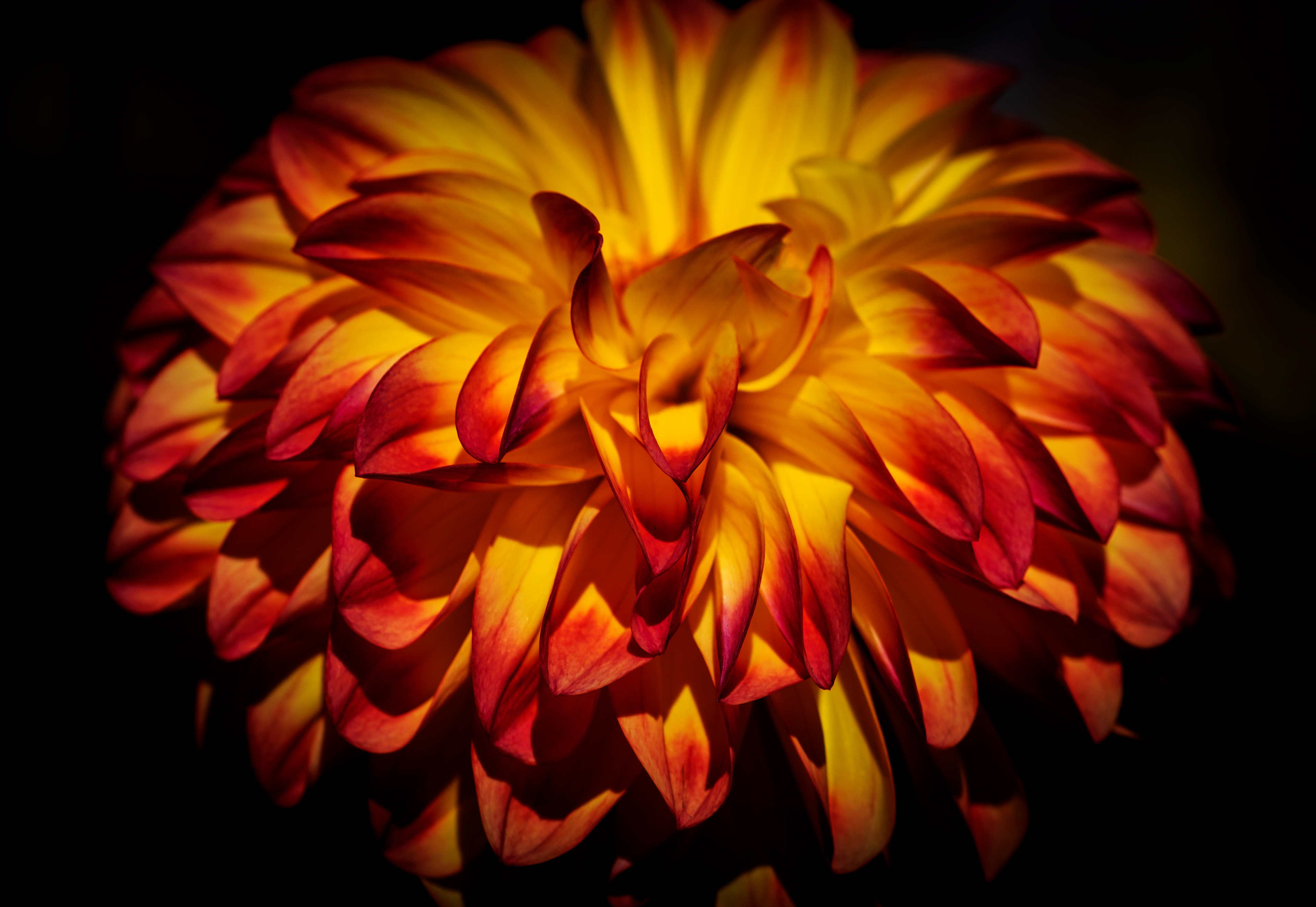 Dahlia
