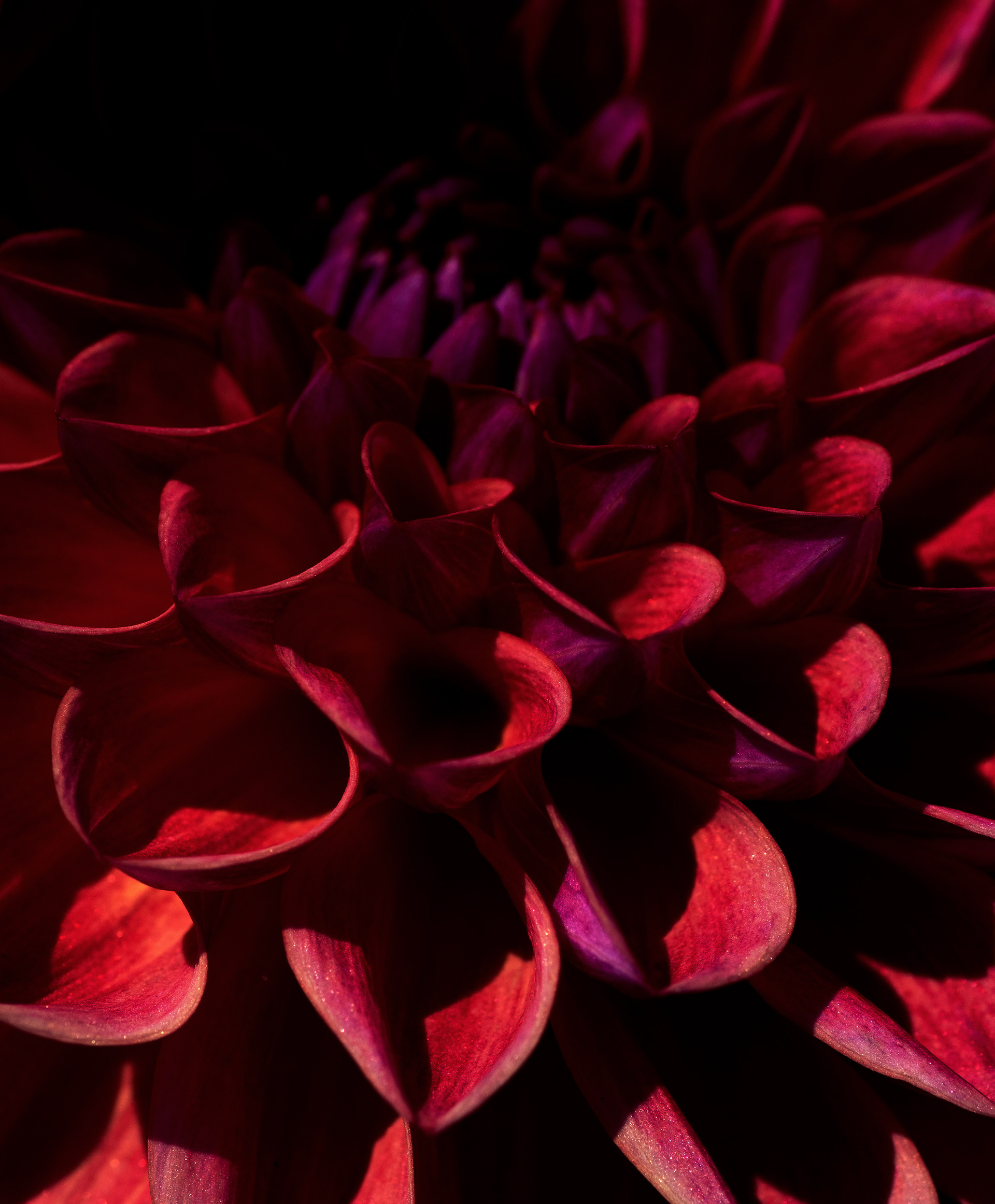 Dahlia