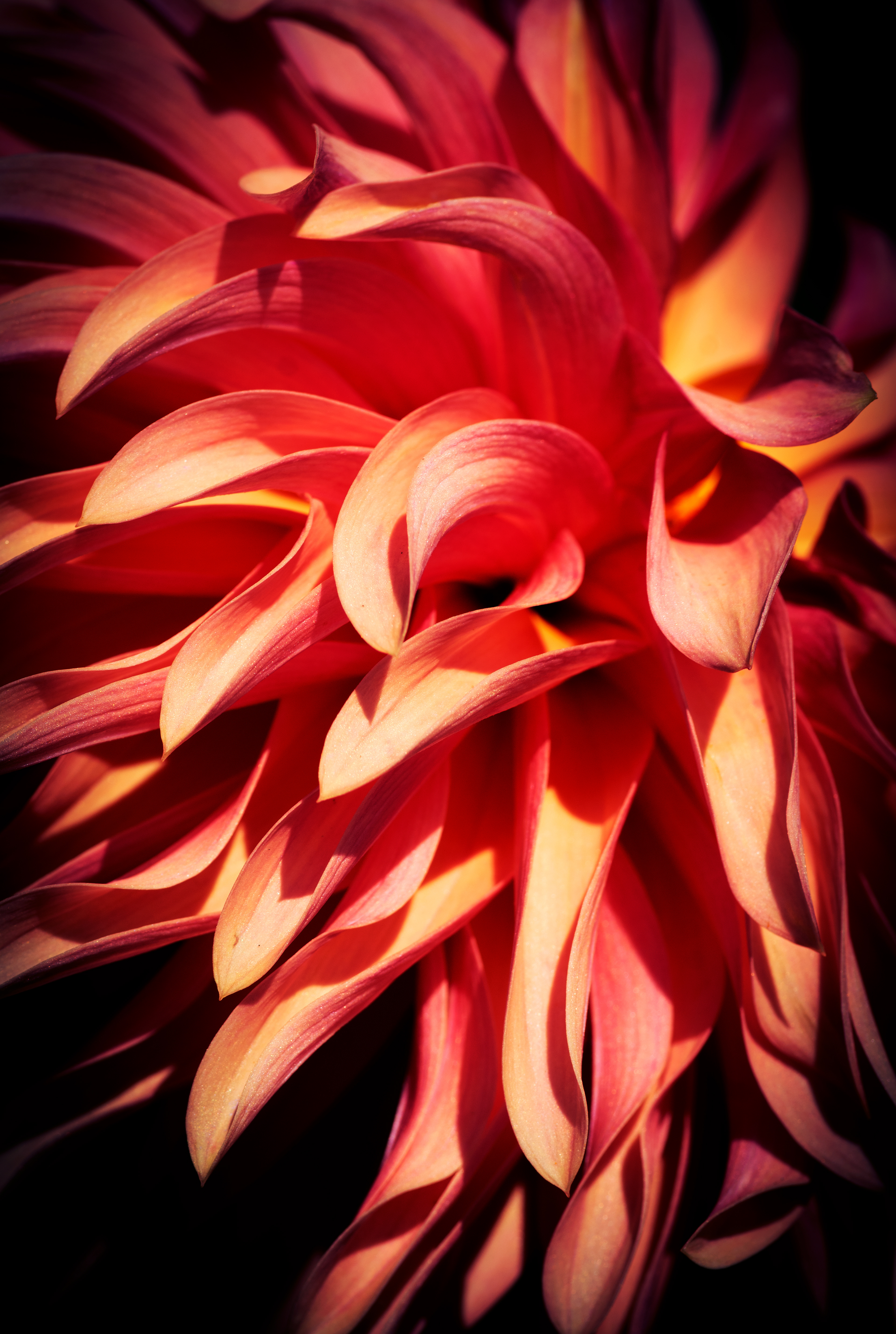 Dahlia