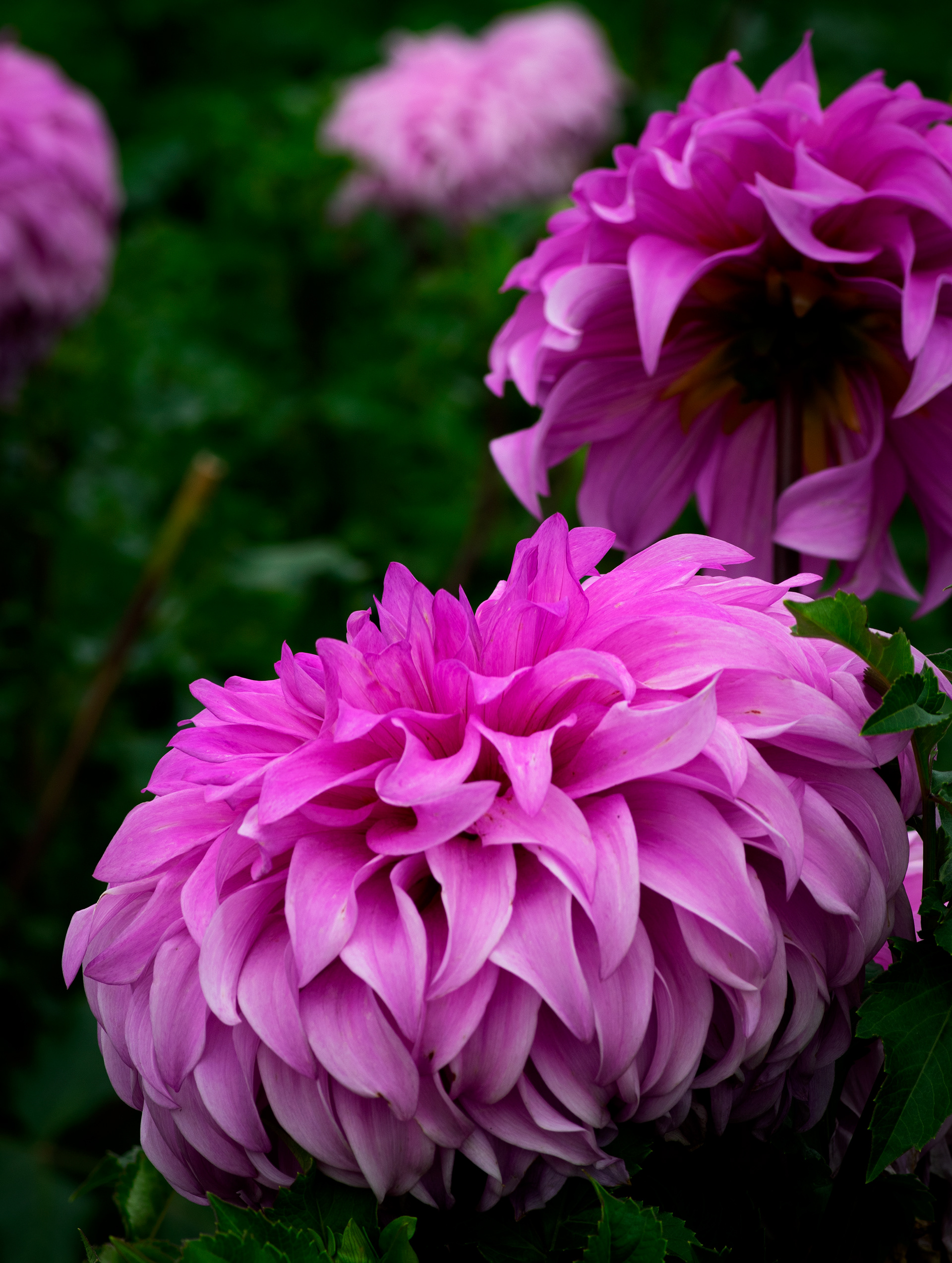 Dahlia