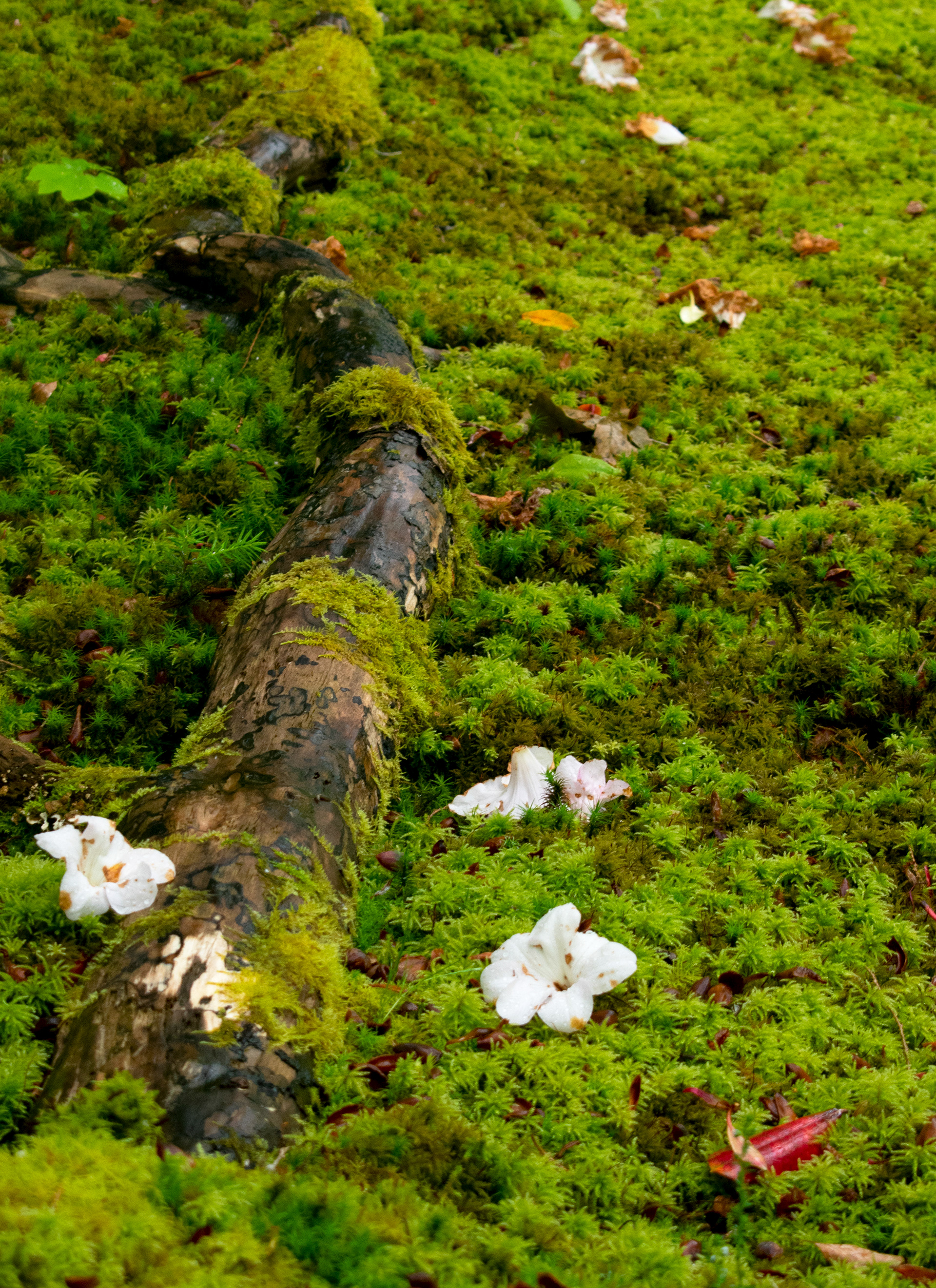 Seattle Japanese Garden - Washington