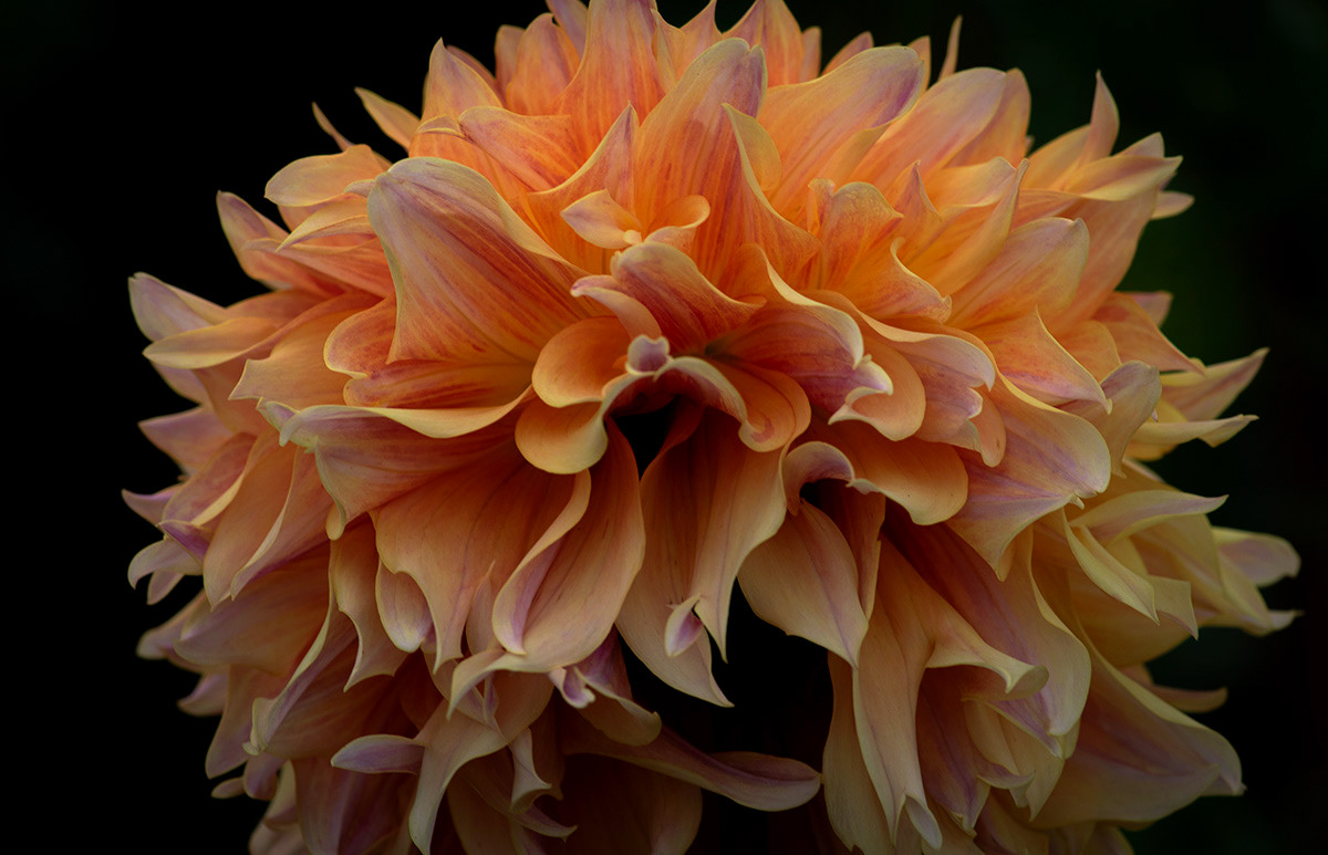Dahlia