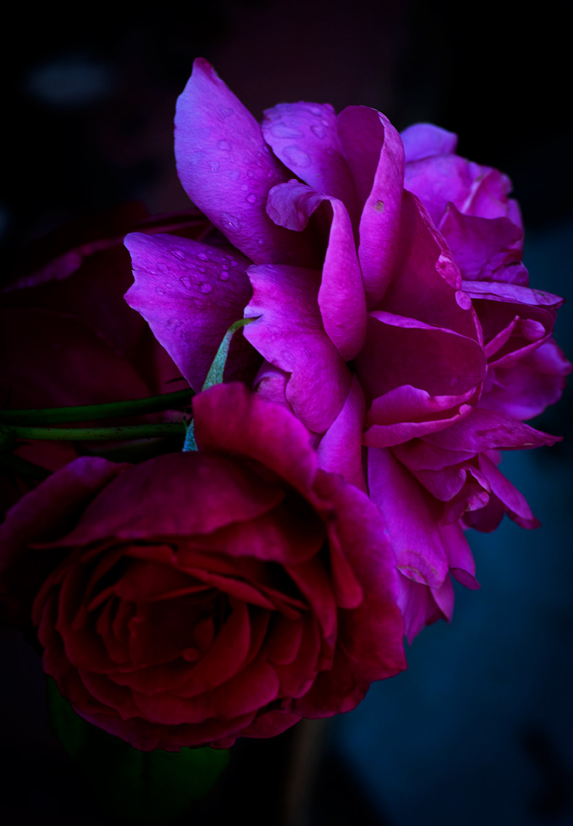 Roses