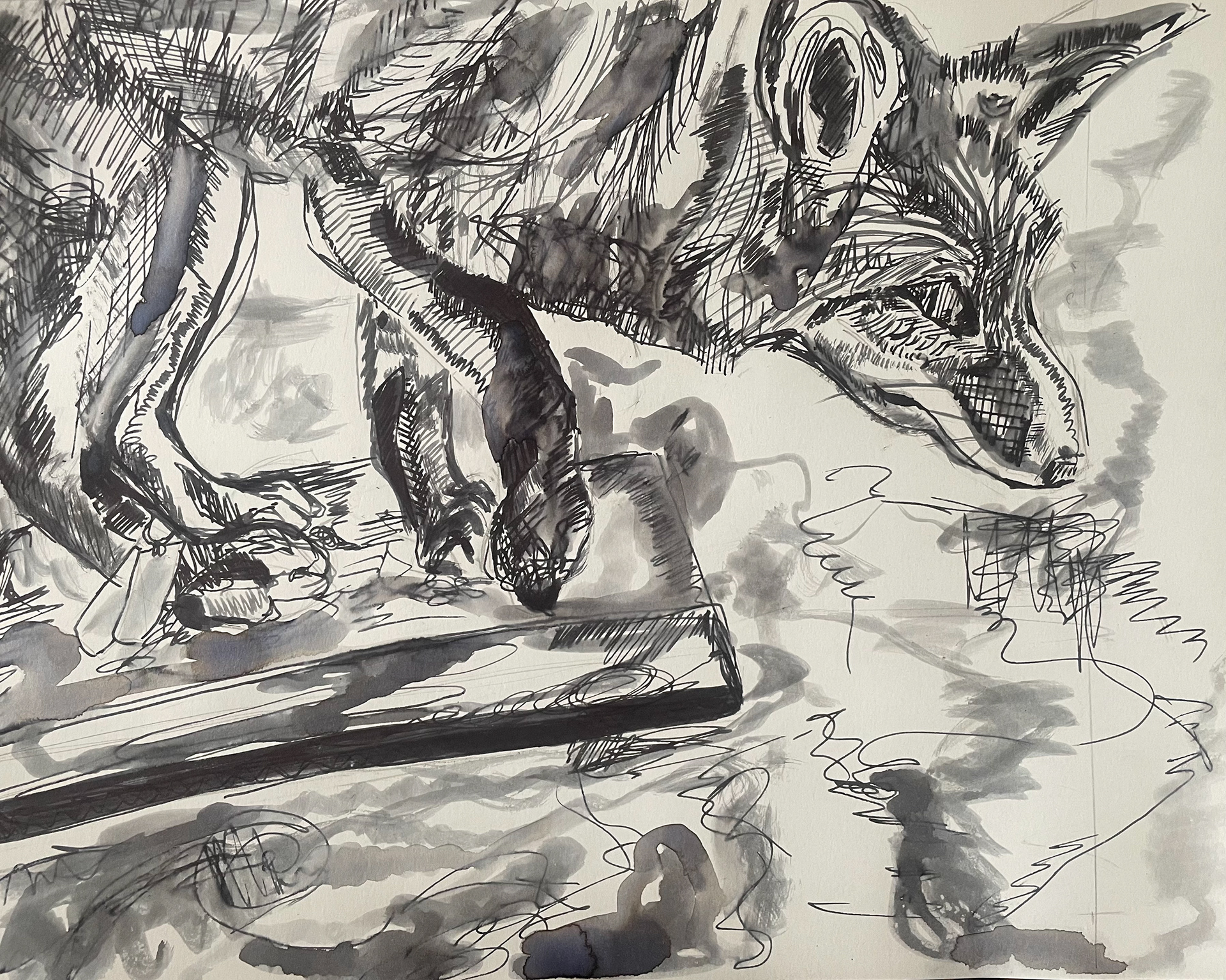 Ink fox, Ink on Paper, 11x14 In, Winter 2023, Independent, Drawn from a photo I took in Summer 2023 of a taxidermied fox at the RISD Nature Lab