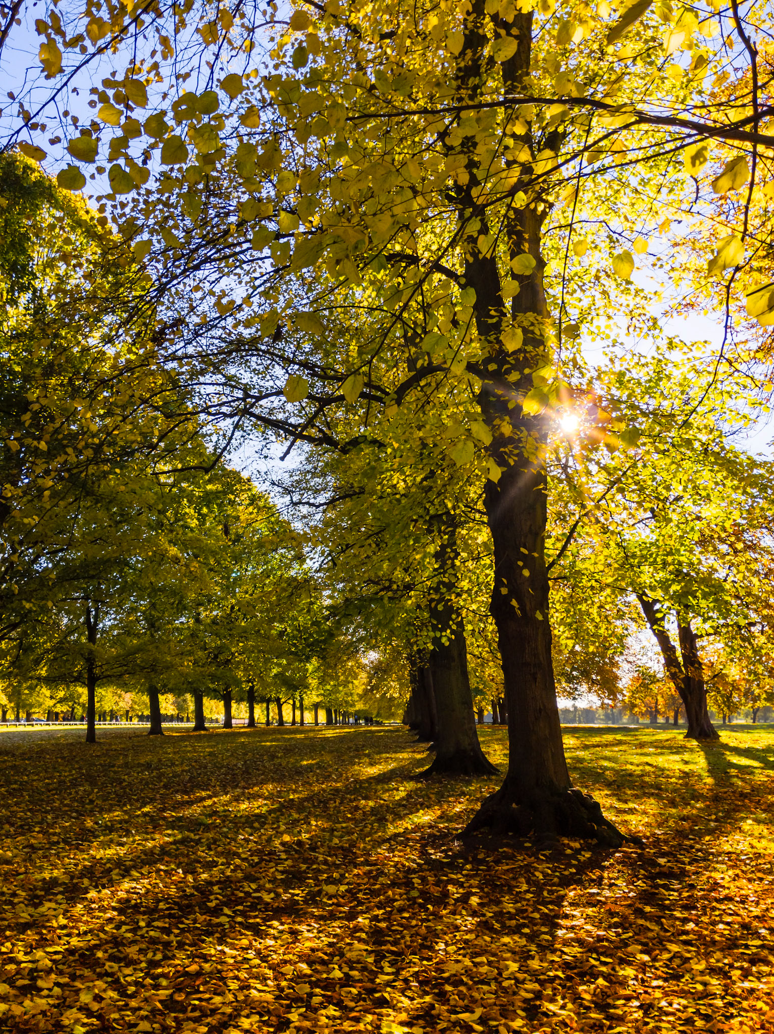 Autumn Sunlight through the trees Coombe Abbey Park Warwickshire